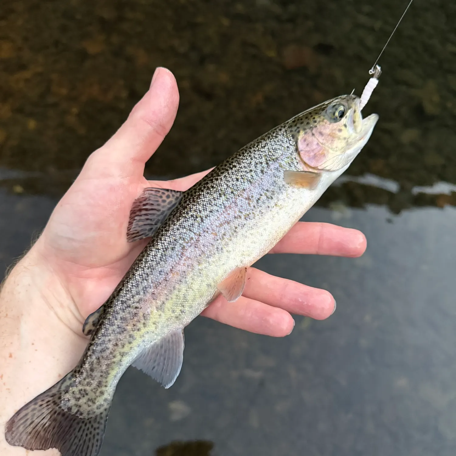 Rainbow trout caught on Fishbrain