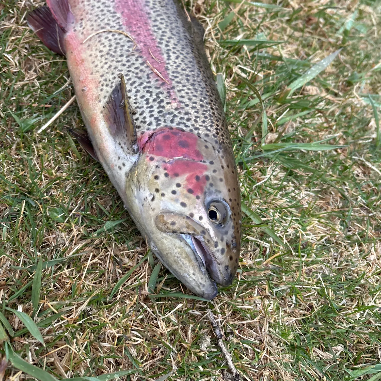 The most recent Cutbow catches on Fishbrain