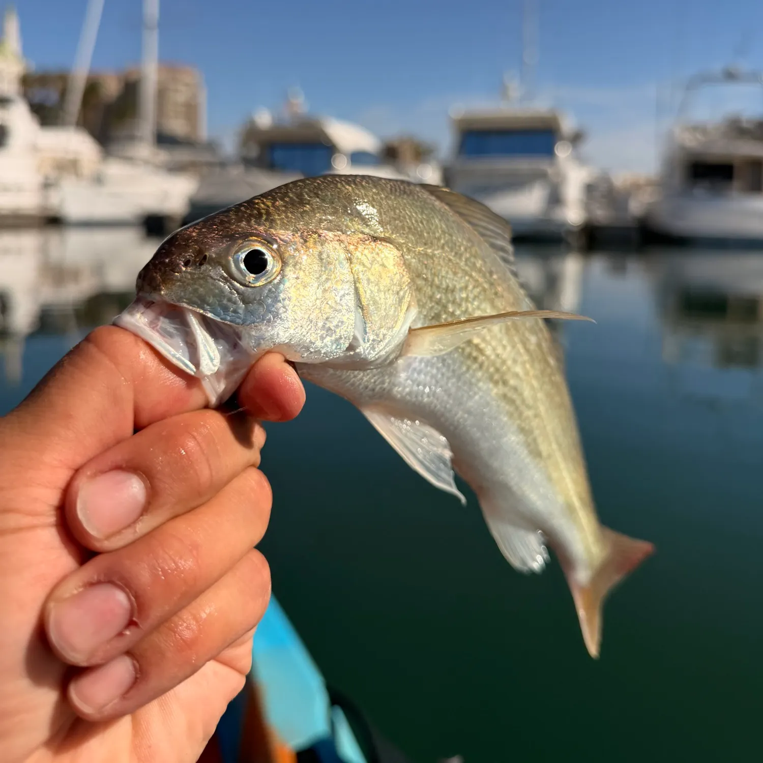 White croaker caught on Fishbrain