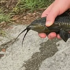 The most recent Brown Hoplo catches on Fishbrain