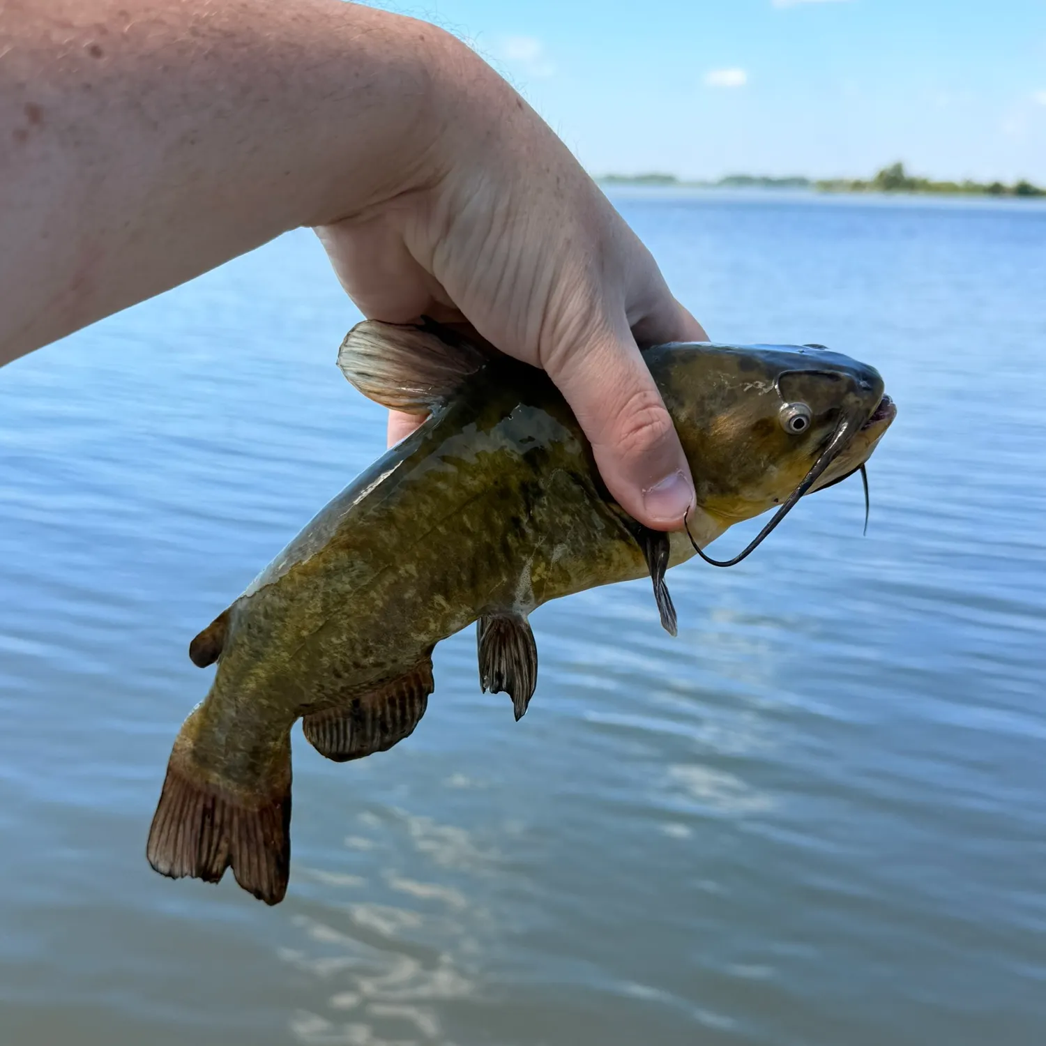 Black bullhead caught on Fishbrain