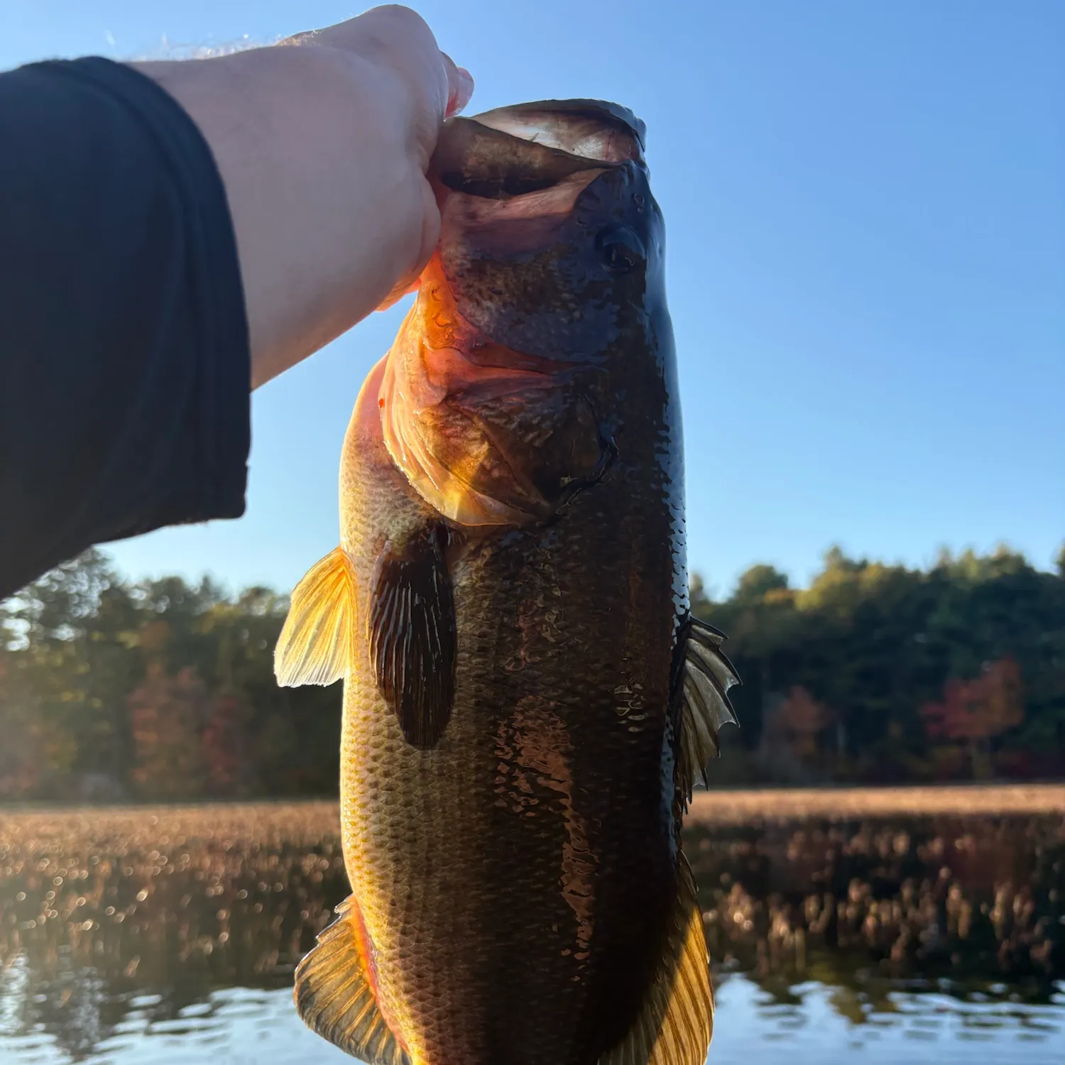 Largemouth bass caught on Fishbrain