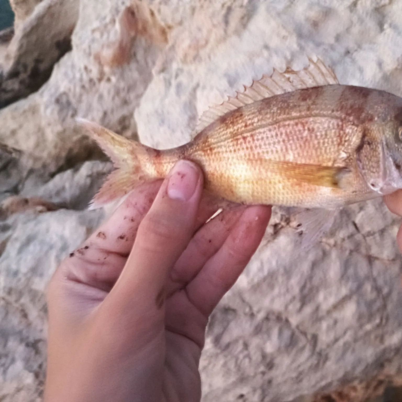 The most recent Red seabream catches on Fishbrain