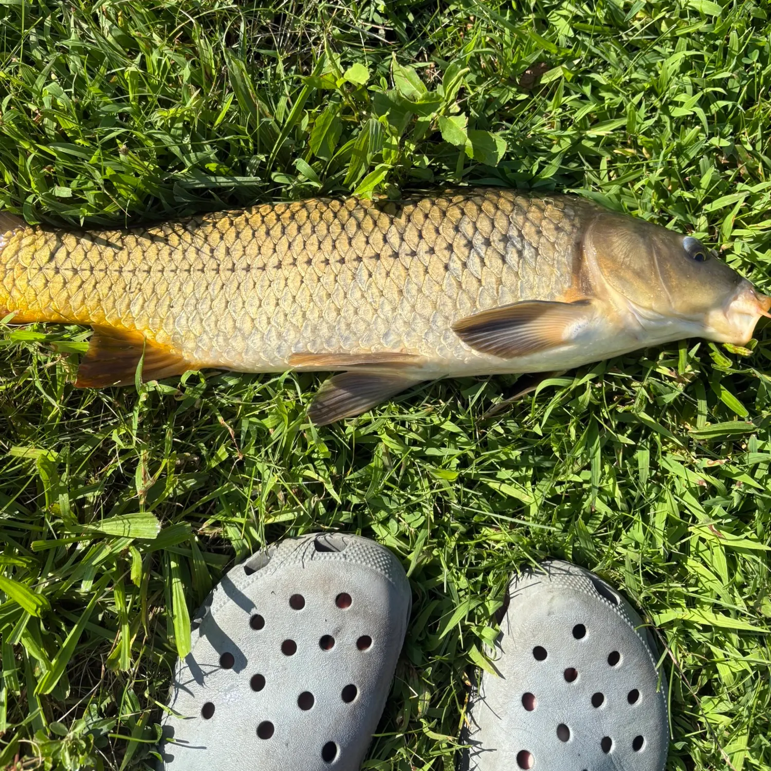 Common carp caught on Fishbrain