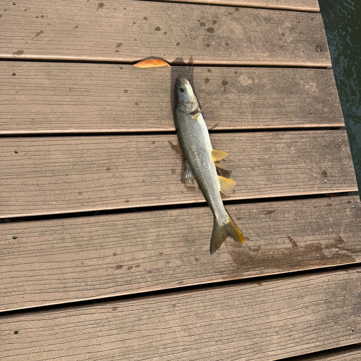 The most recent Northern pikeminnow catches on Fishbrain