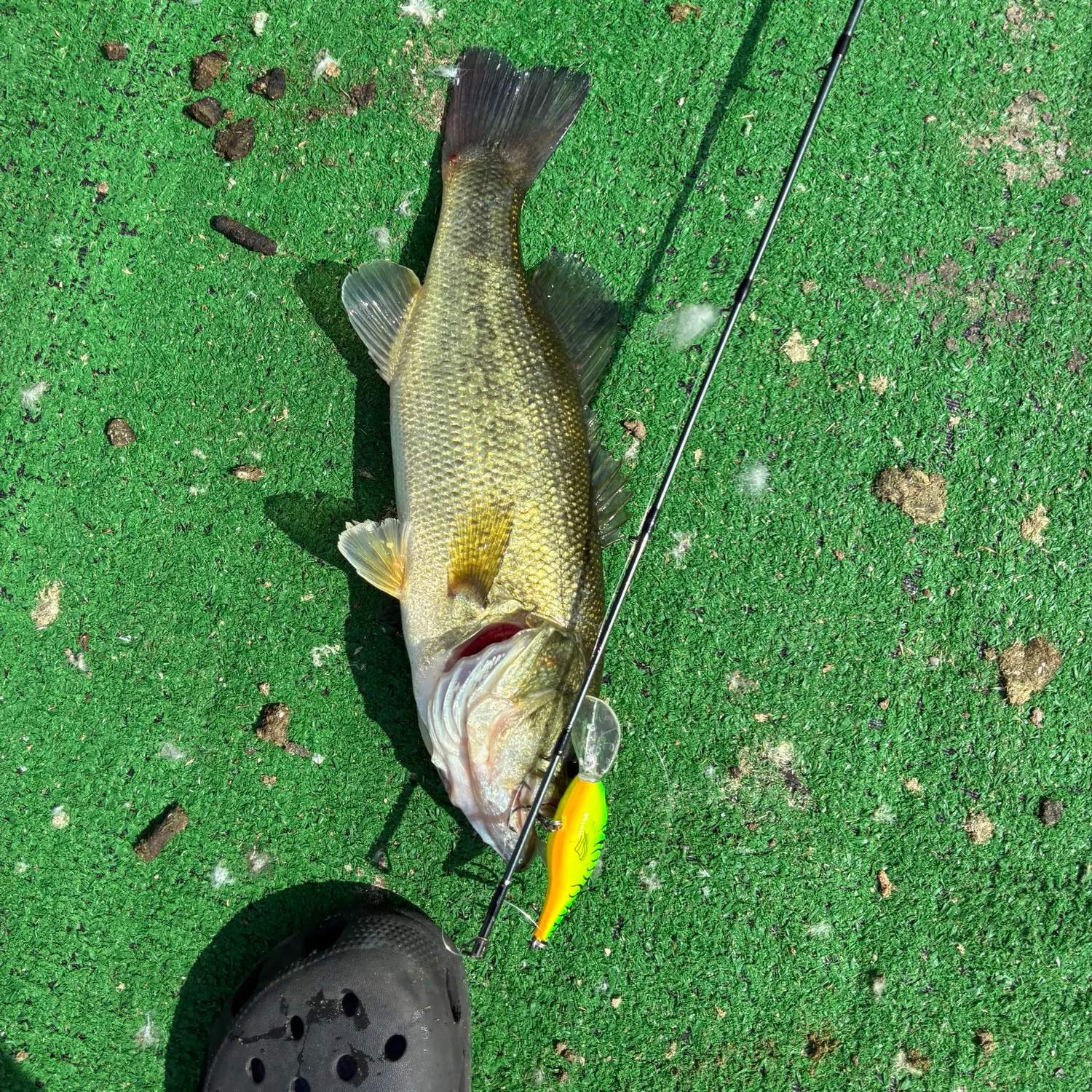Largemouth bass caught on Fishbrain