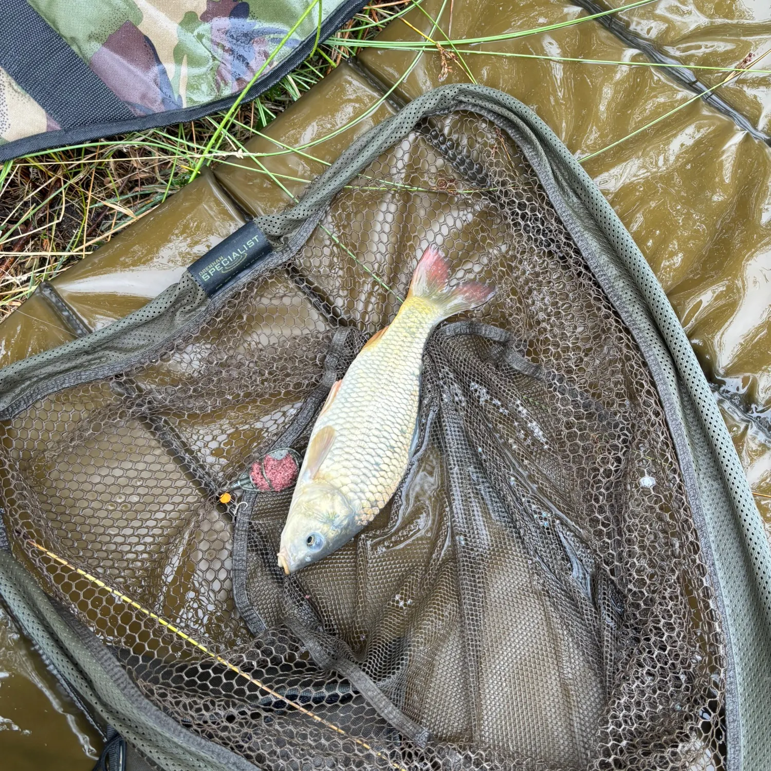 Common carp caught on Fishbrain