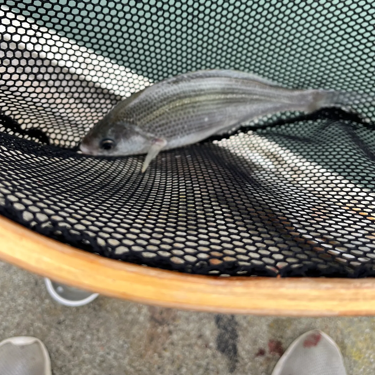 The most recent White seaperch catches on Fishbrain