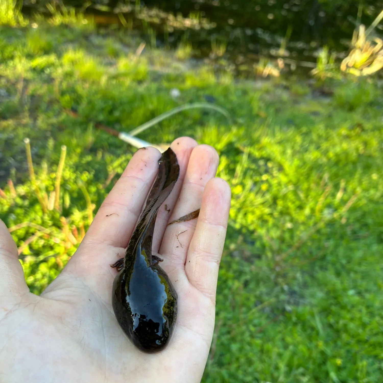 The most recent Tadpole whiptail catches on Fishbrain