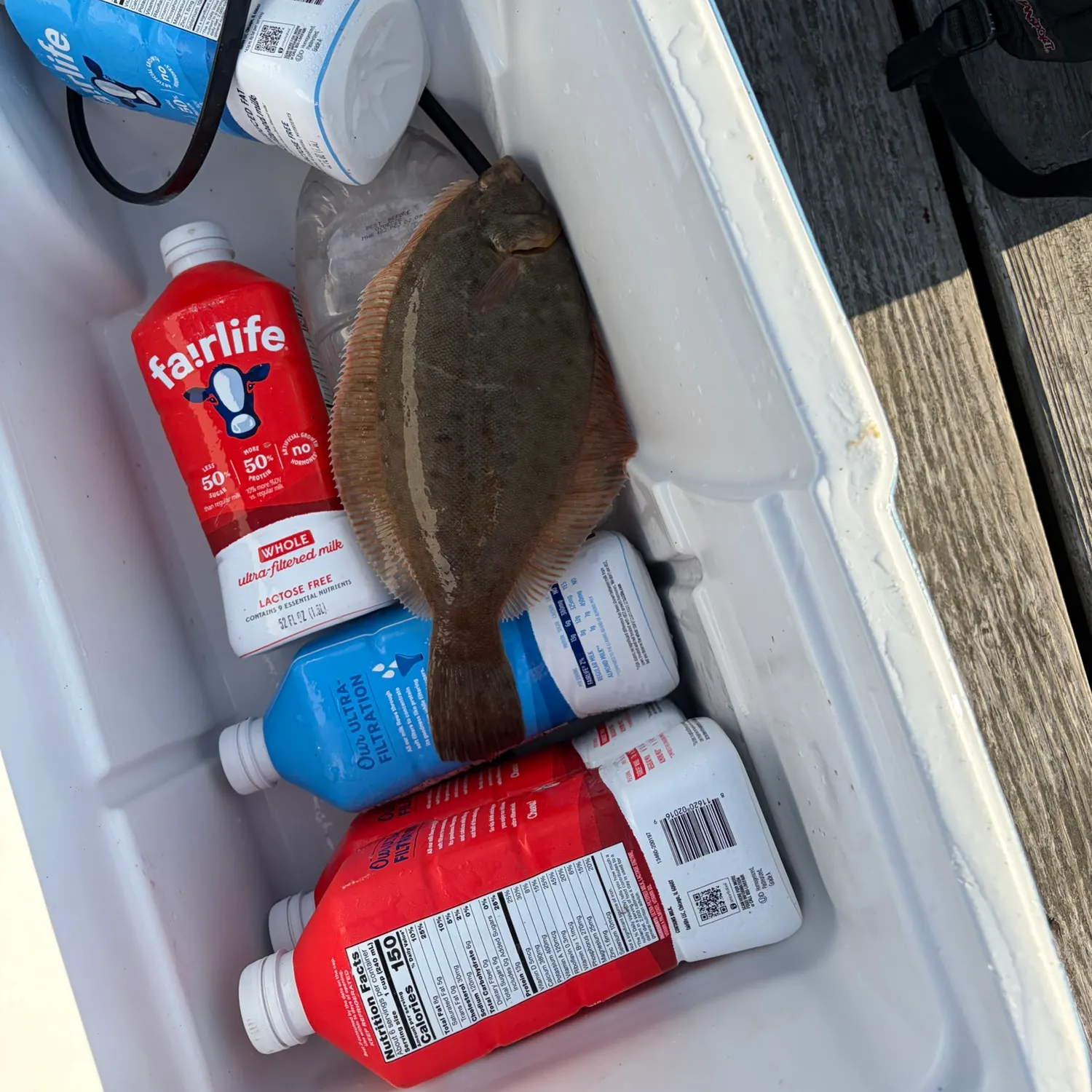 Summer flounder caught on Fishbrain