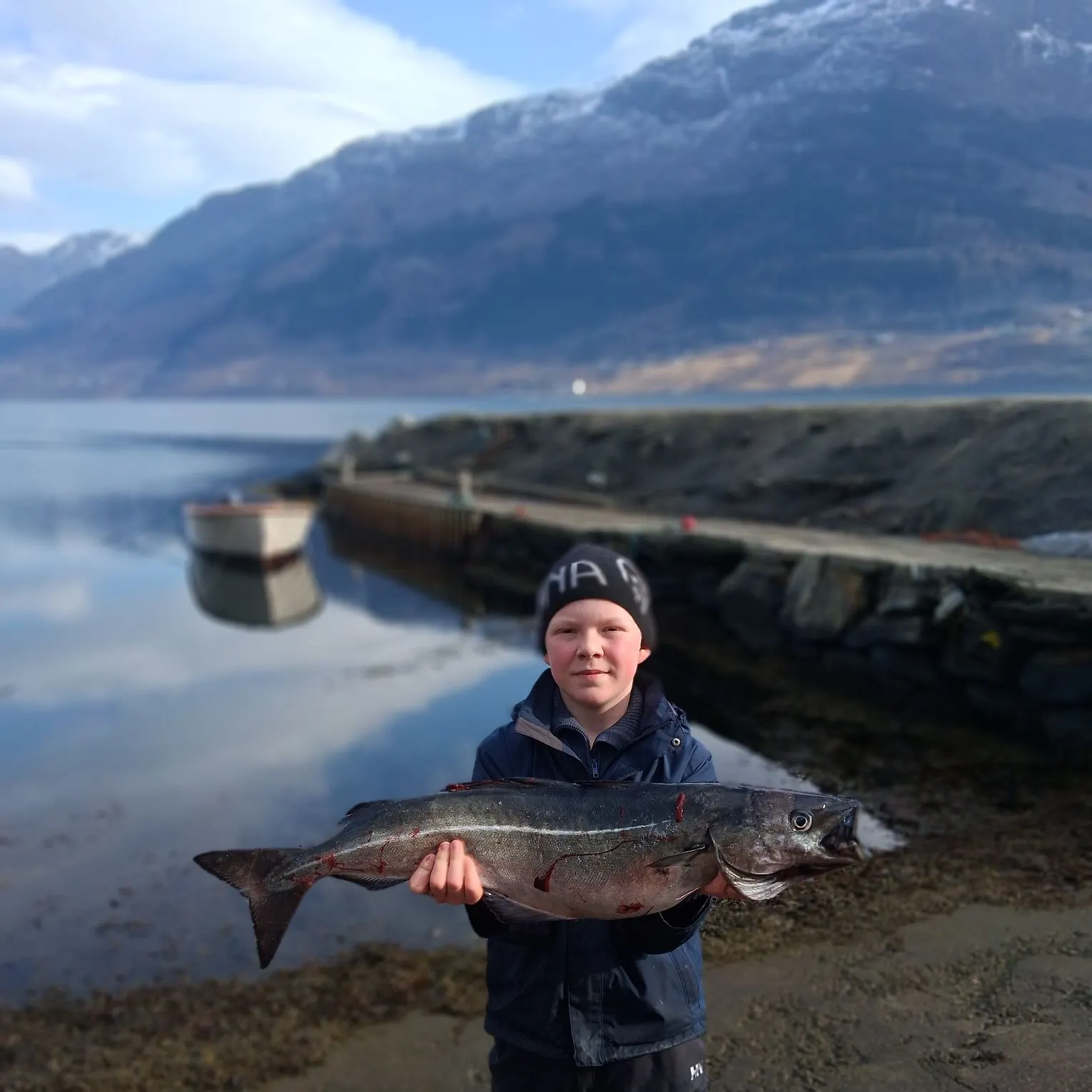 Atlantic pollock caught on Fishbrain