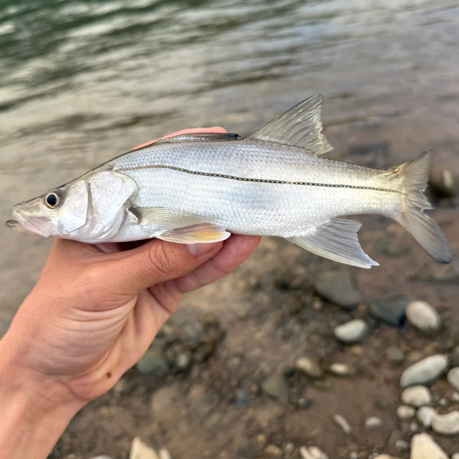 The most recent White snook catches on Fishbrain
