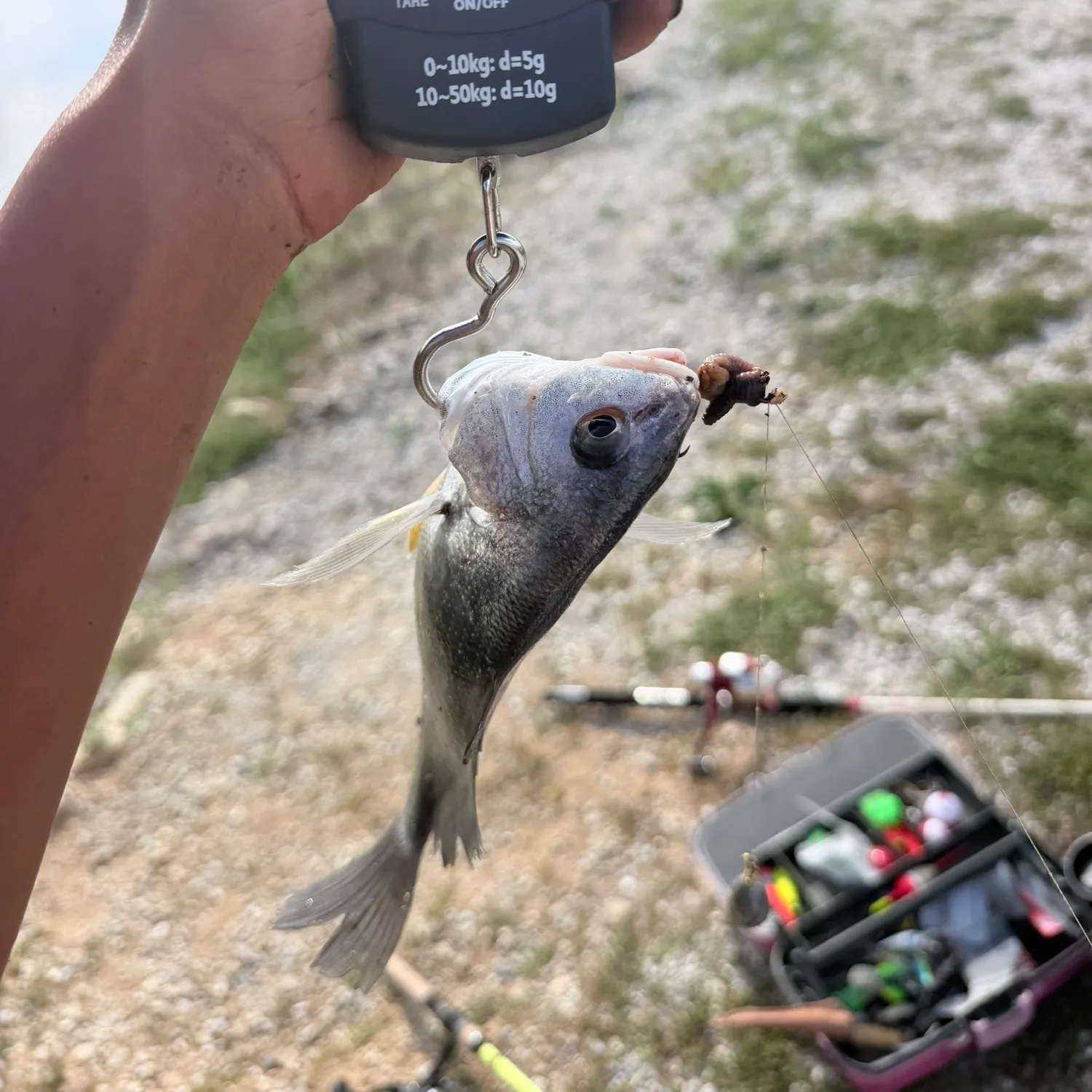 Fish caught on Fishbrain