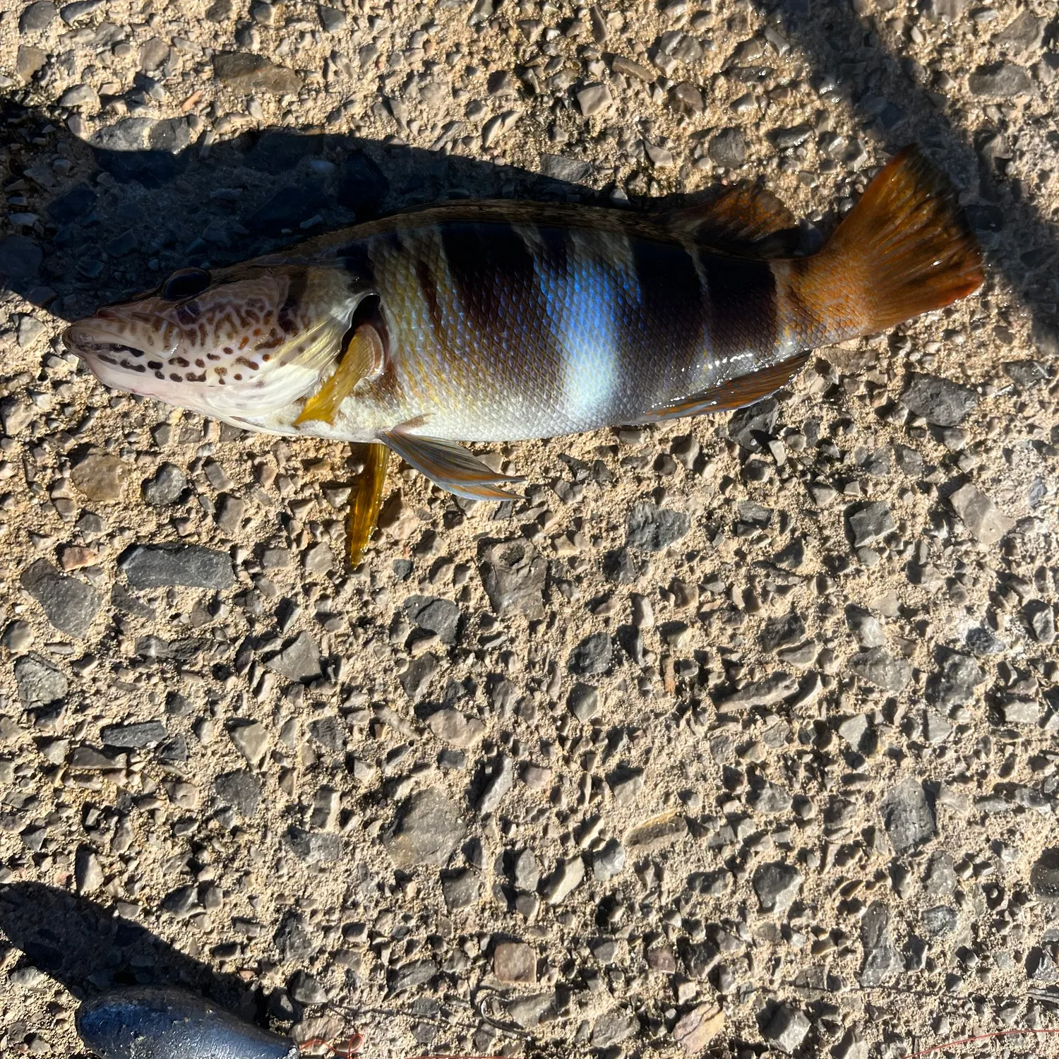 Corkwing wrasse caught on Fishbrain