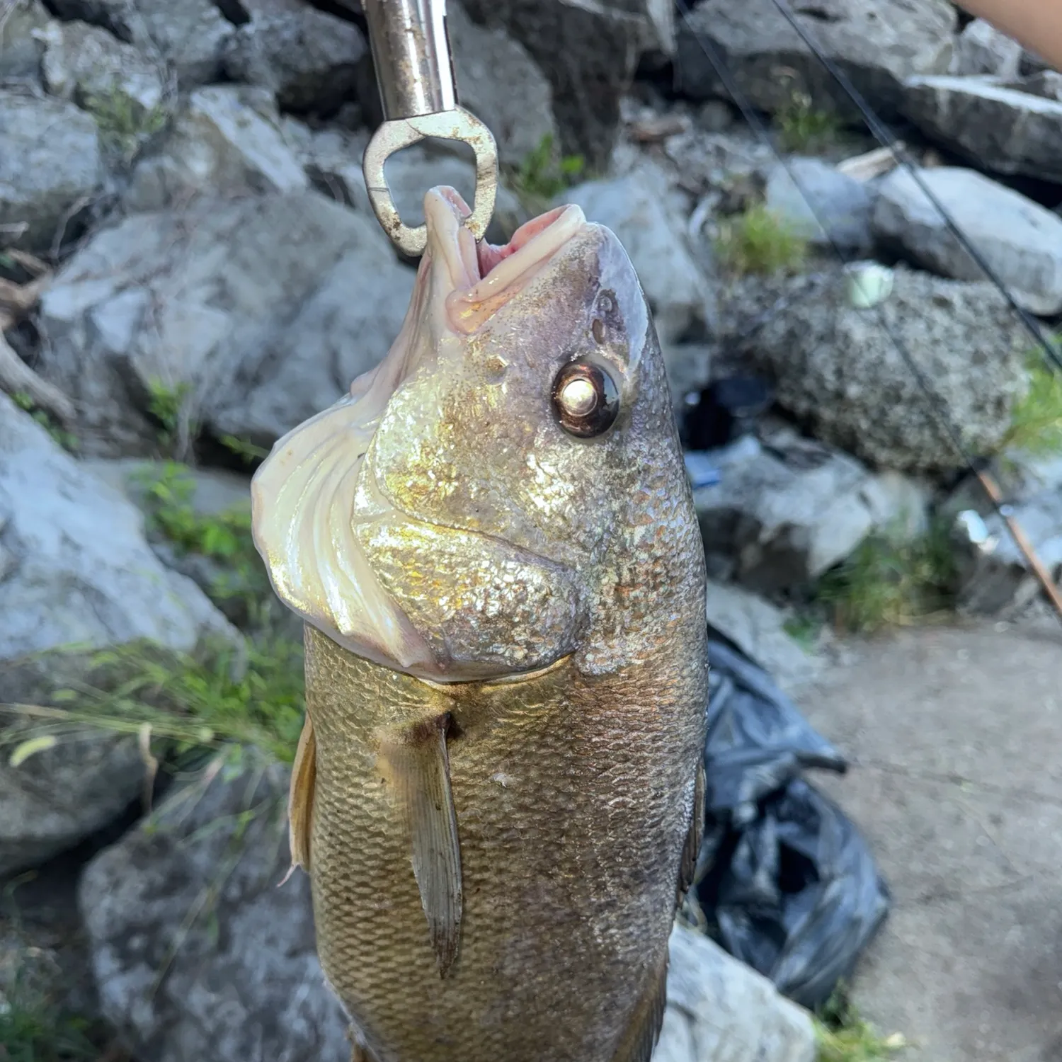 Freshwater drum caught on Fishbrain