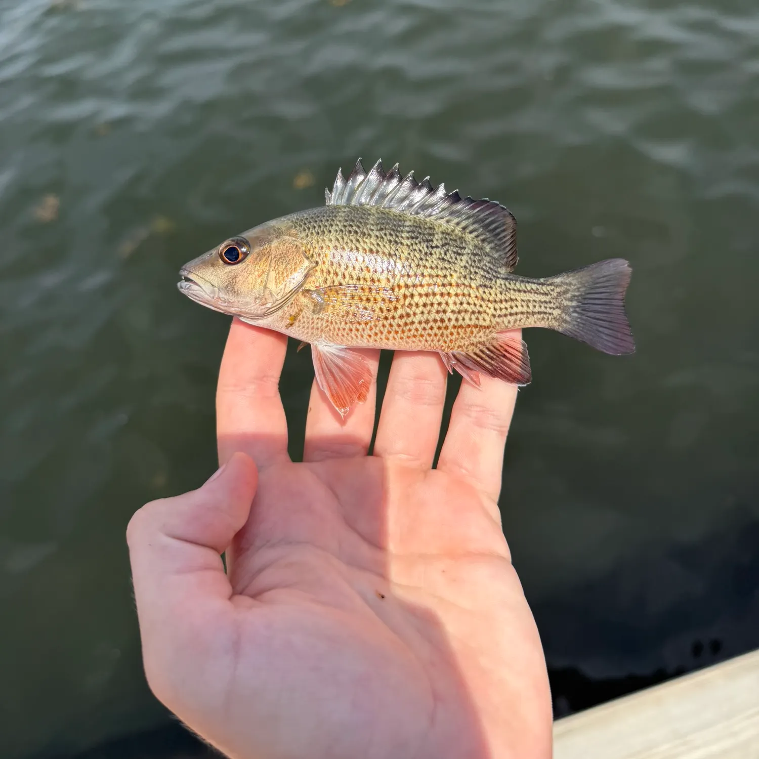 Mangrove snapper caught on Fishbrain