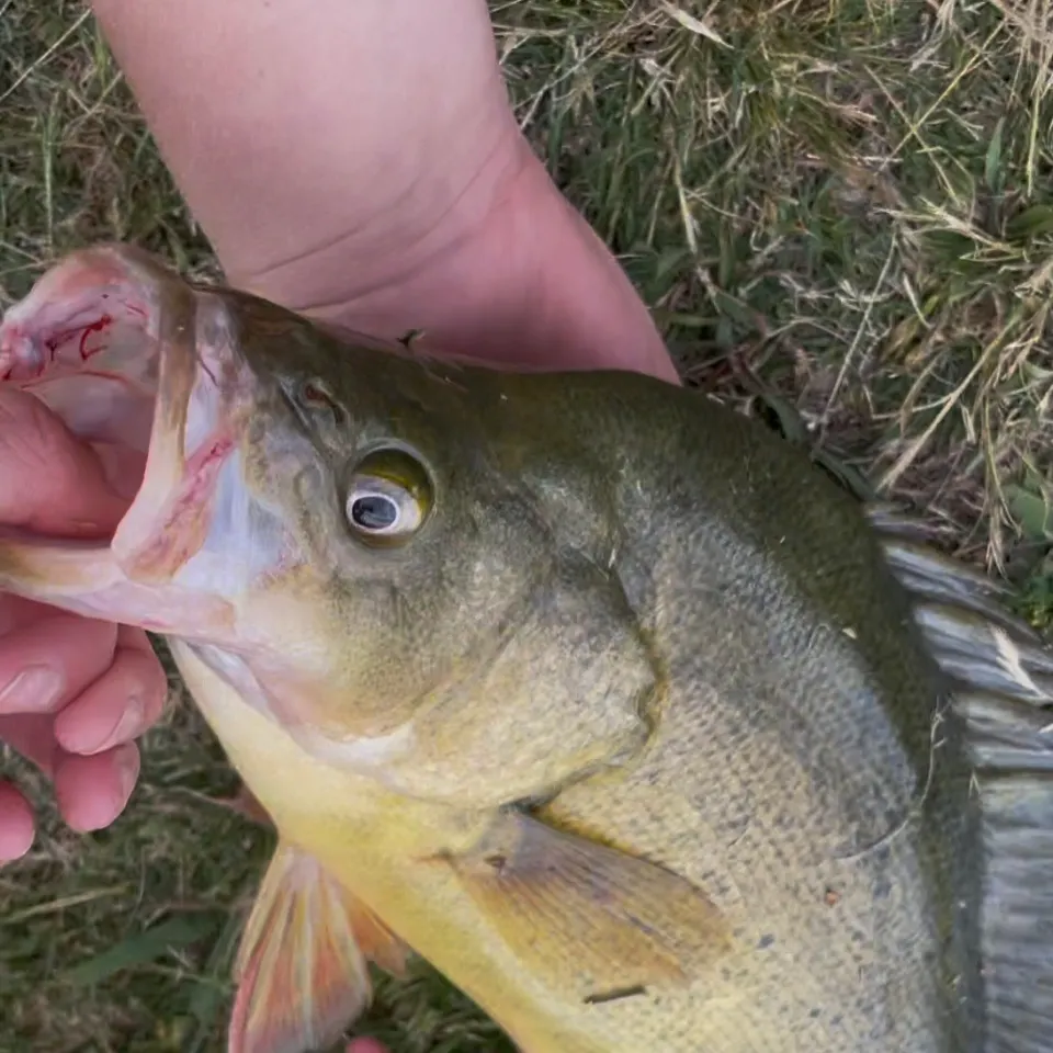The most recent Golden perch catches on Fishbrain