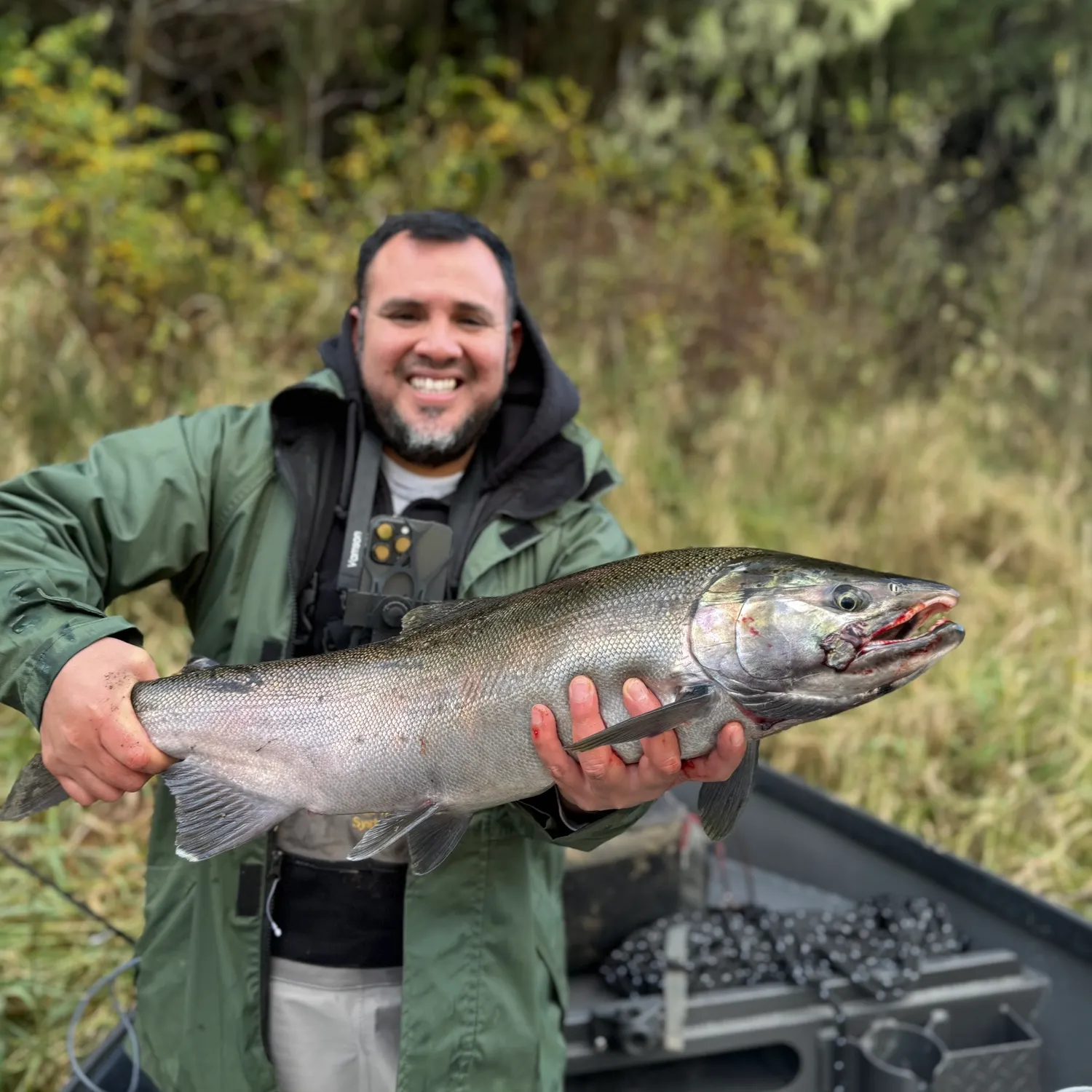 Coho salmon caught on Fishbrain