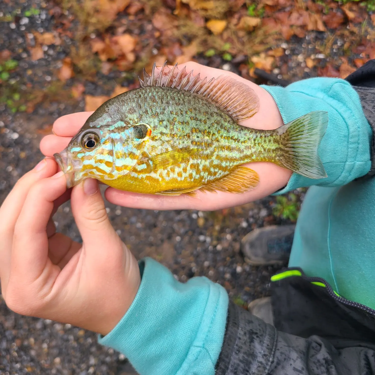 Pumpkinseed caught on Fishbrain