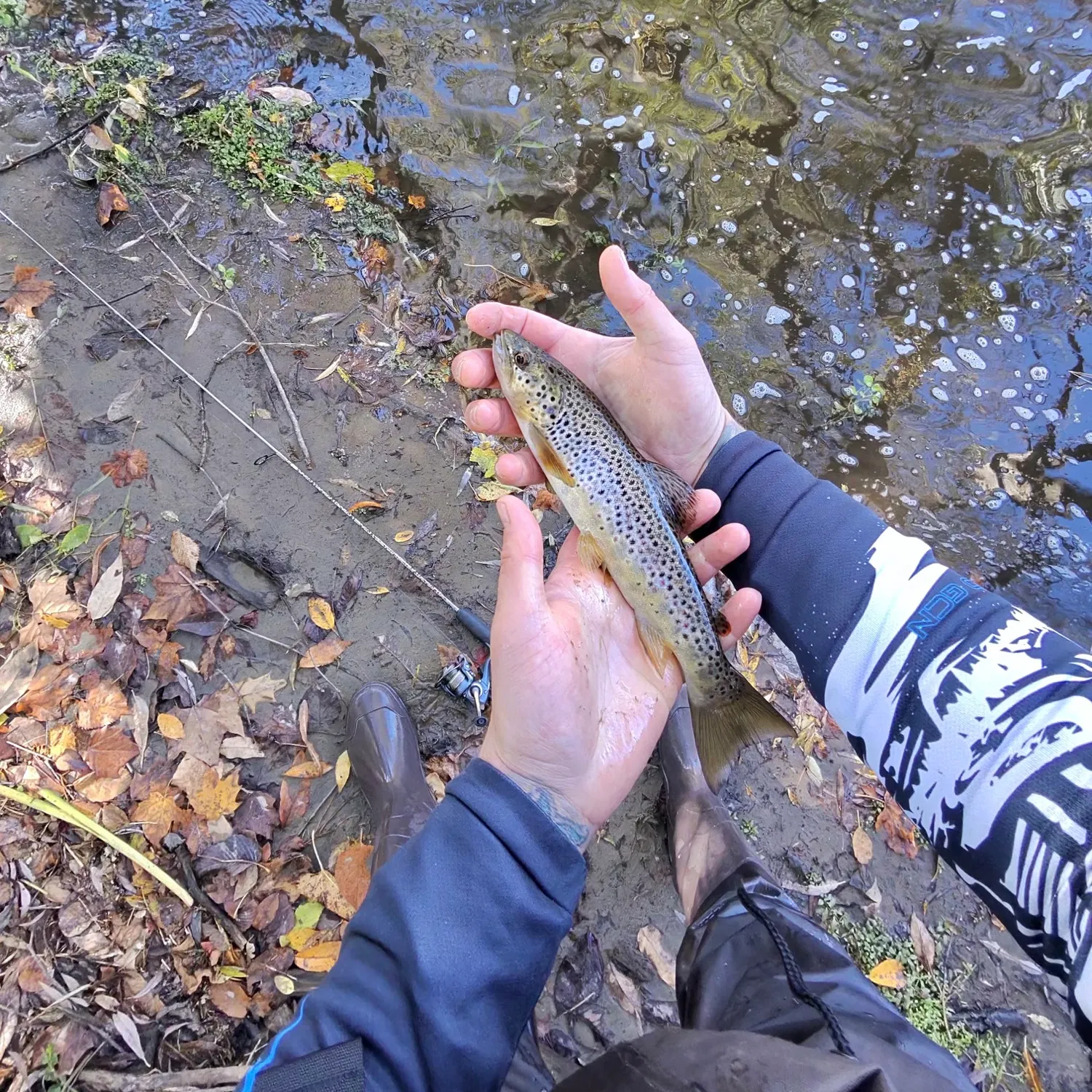 Brown trout caught on Fishbrain