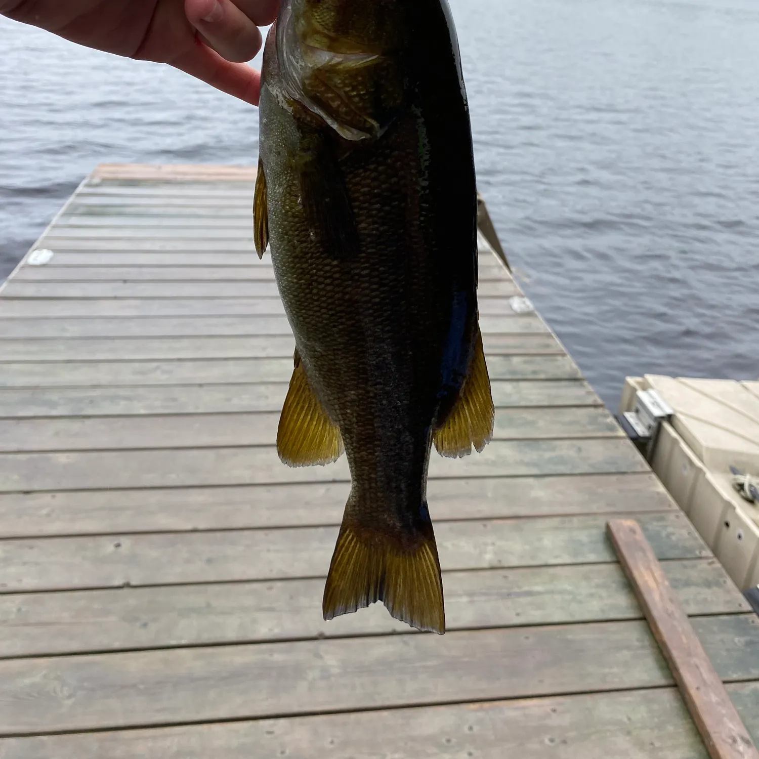 Smallmouth bass caught on Fishbrain