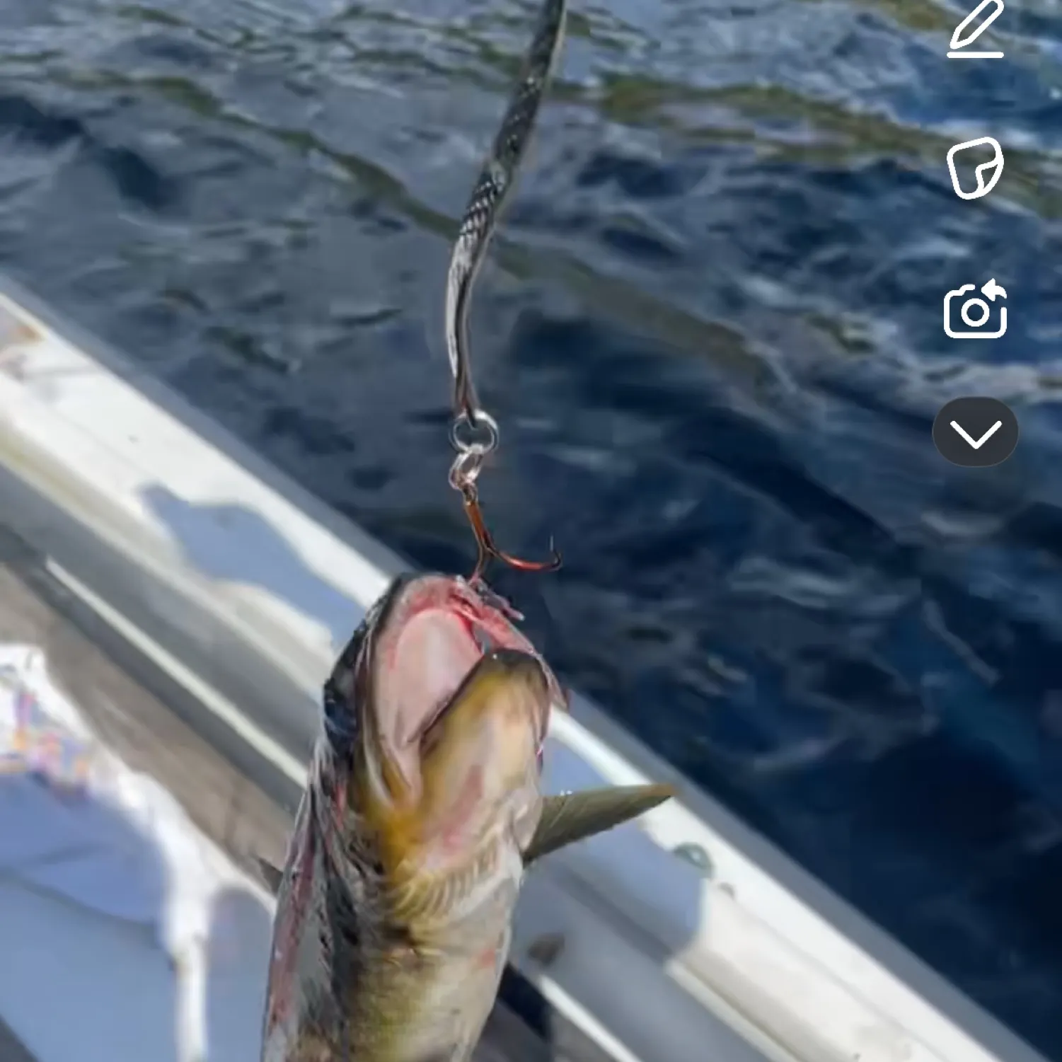 recently logged catches