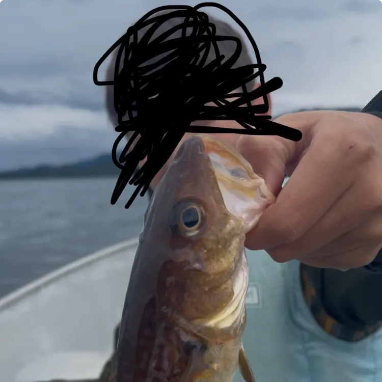 The most recent Alaska pollock catches on Fishbrain