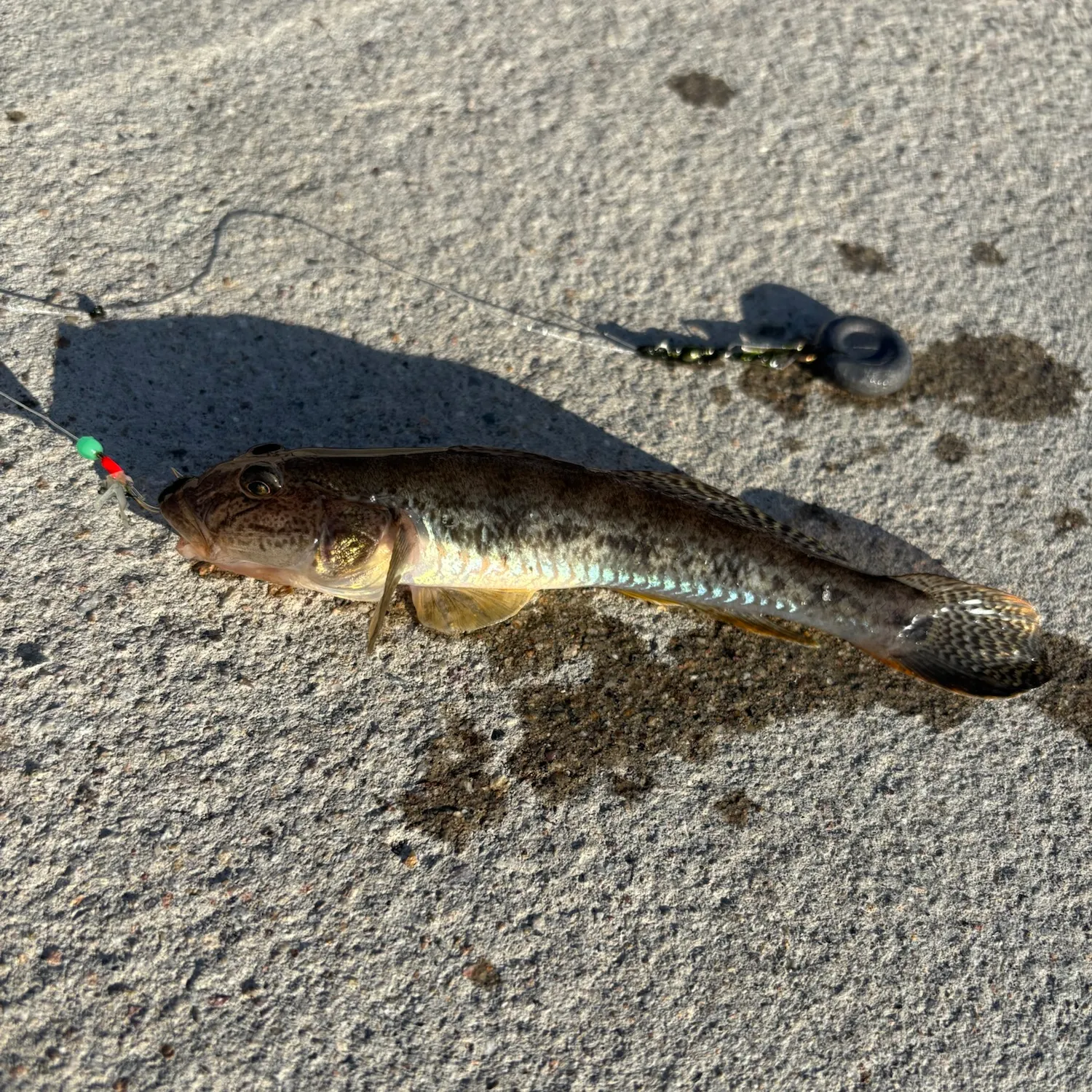 Fish caught on Fishbrain
