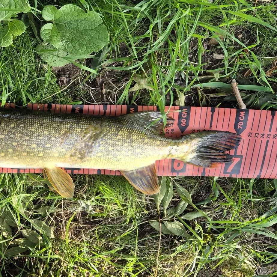 Northern pike caught on Fishbrain