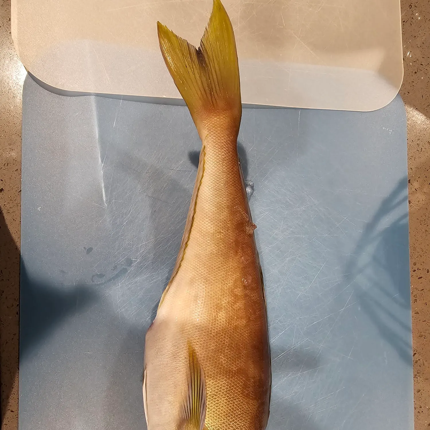 The most recent Ocean whitefish catches on Fishbrain
