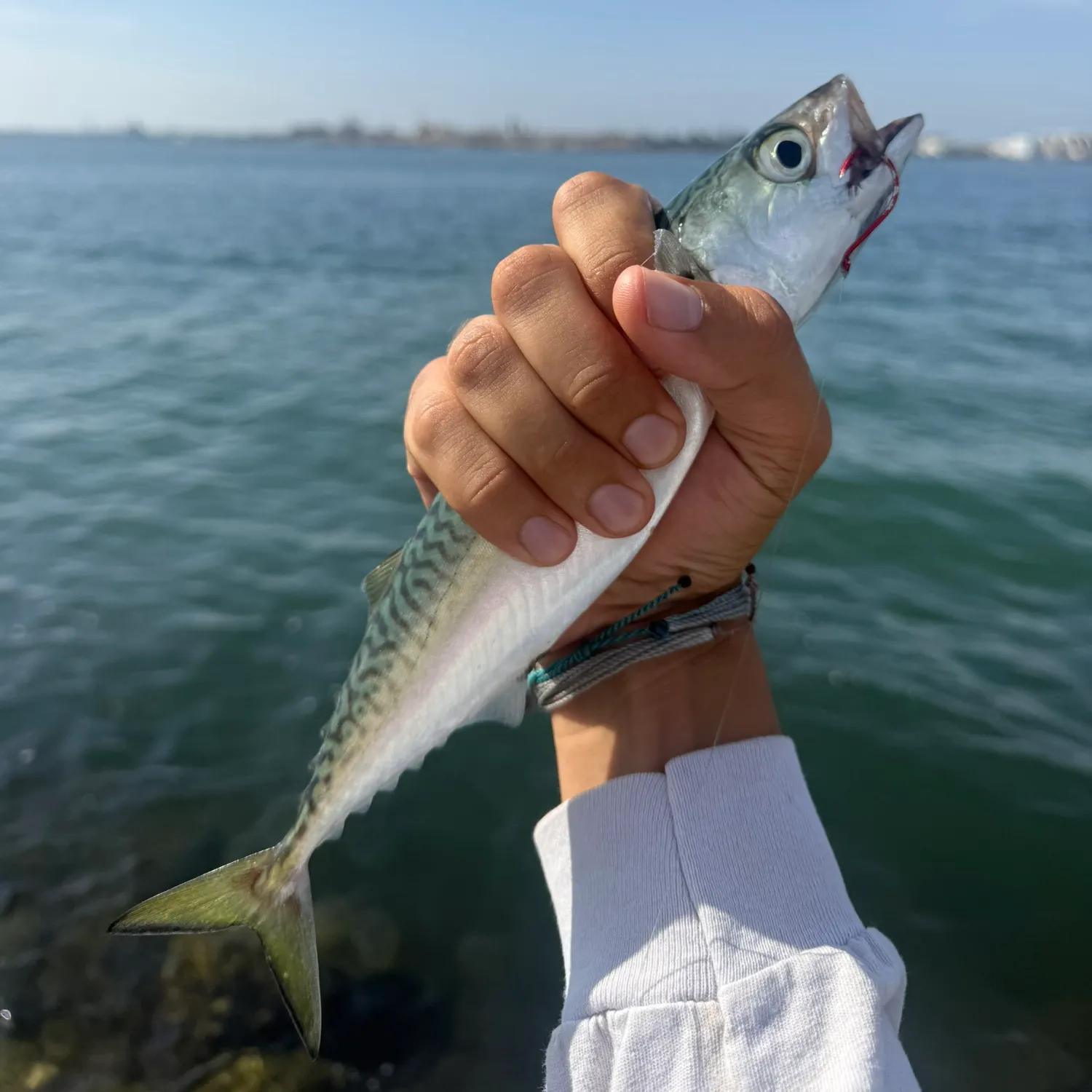 The most recent Pacific chub mackerel catches on Fishbrain