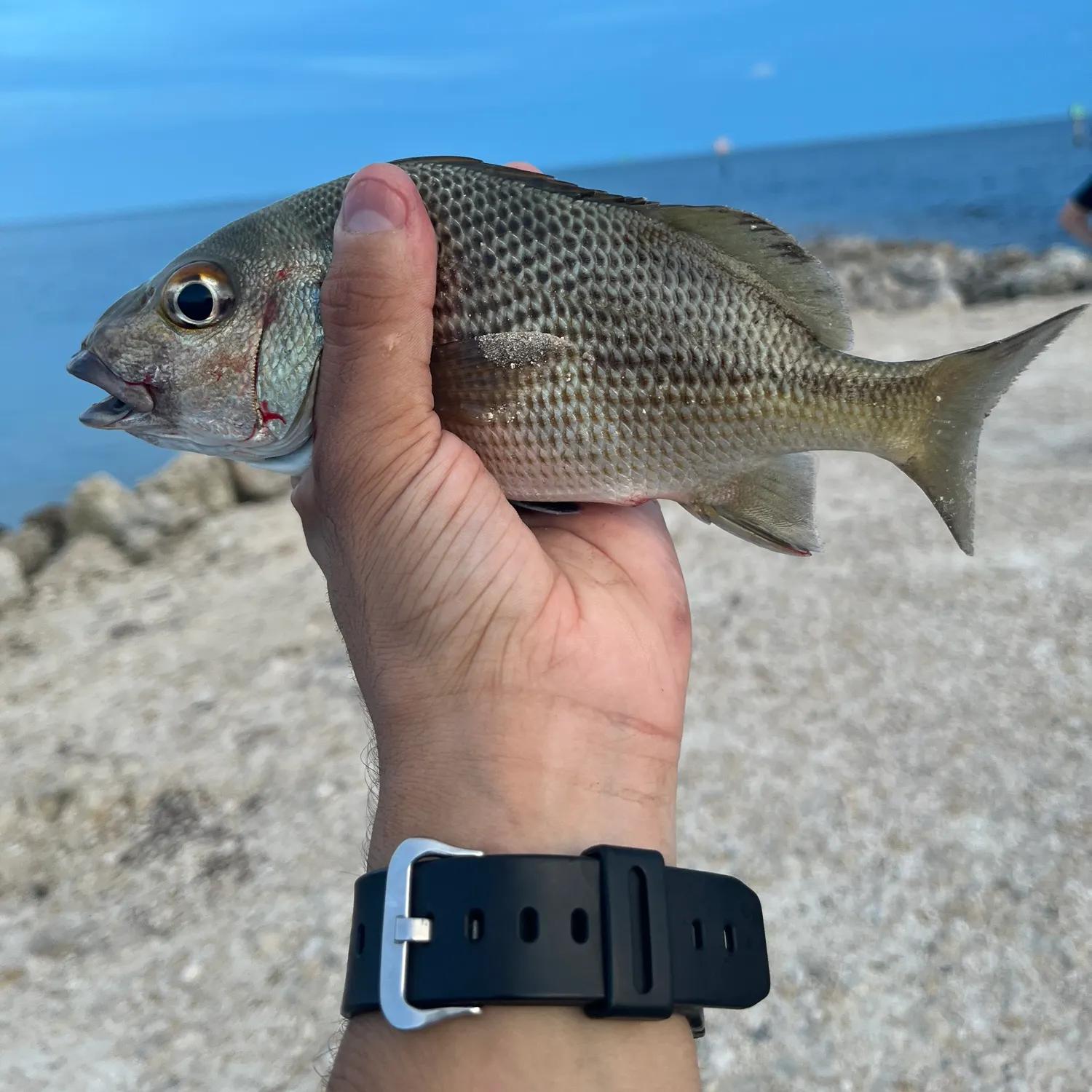Mutton snapper caught on Fishbrain