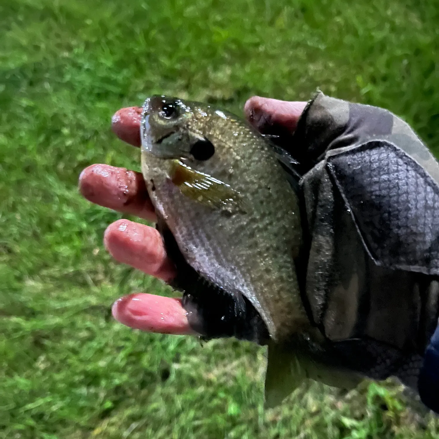 Bluegill caught on Fishbrain