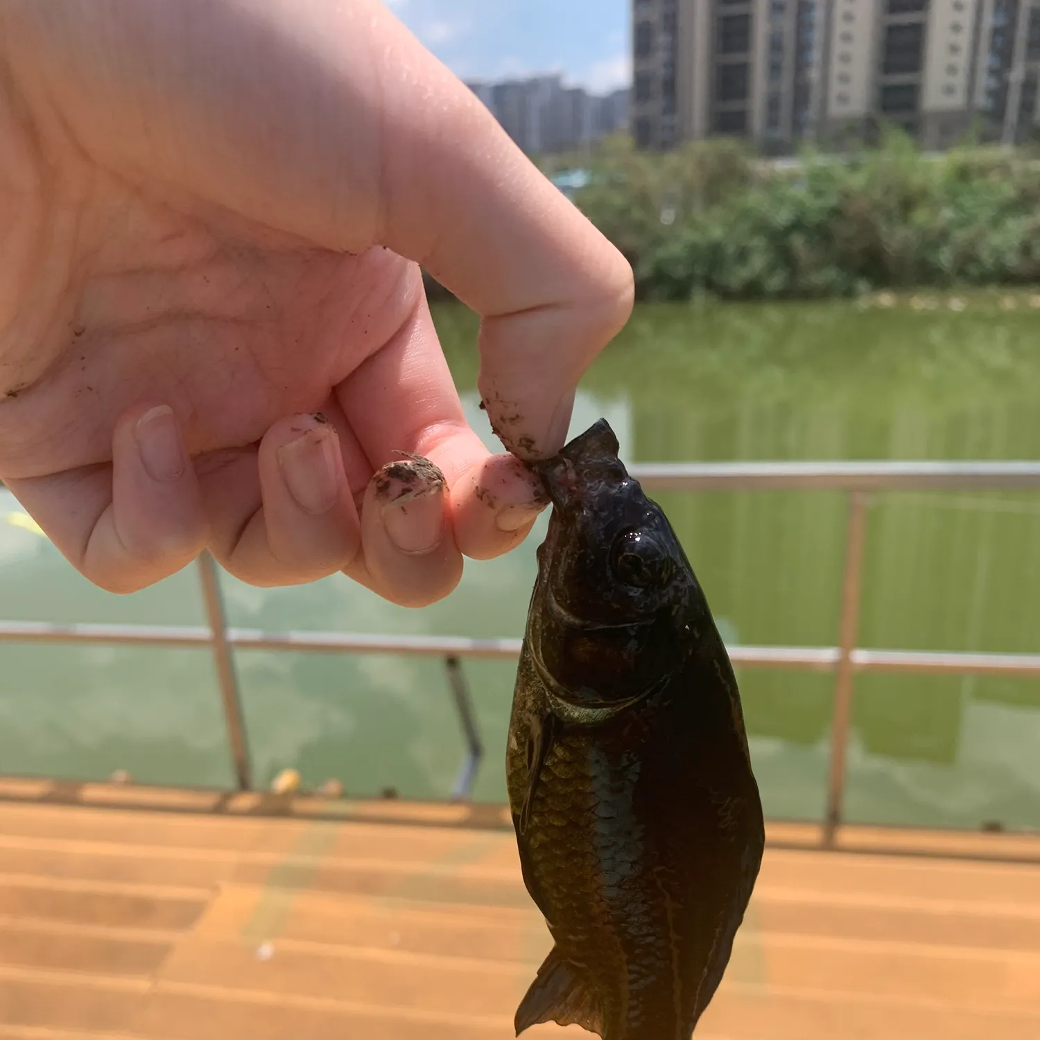 catch