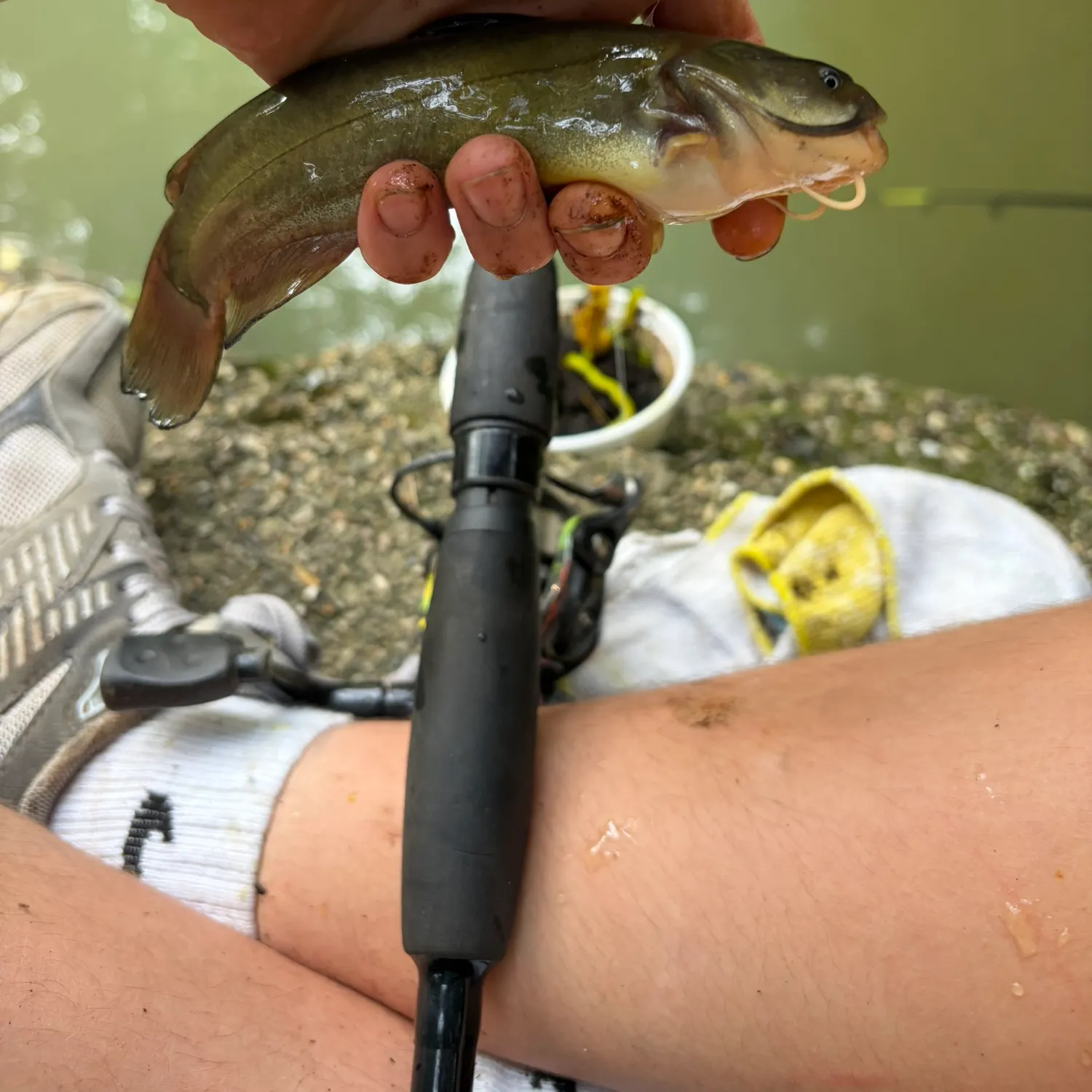 Black bullhead caught on Fishbrain