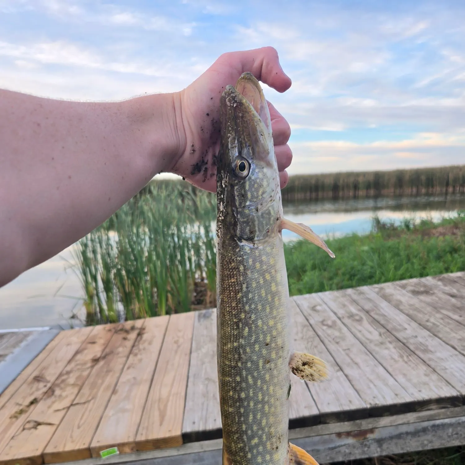 Northern pike caught on Fishbrain