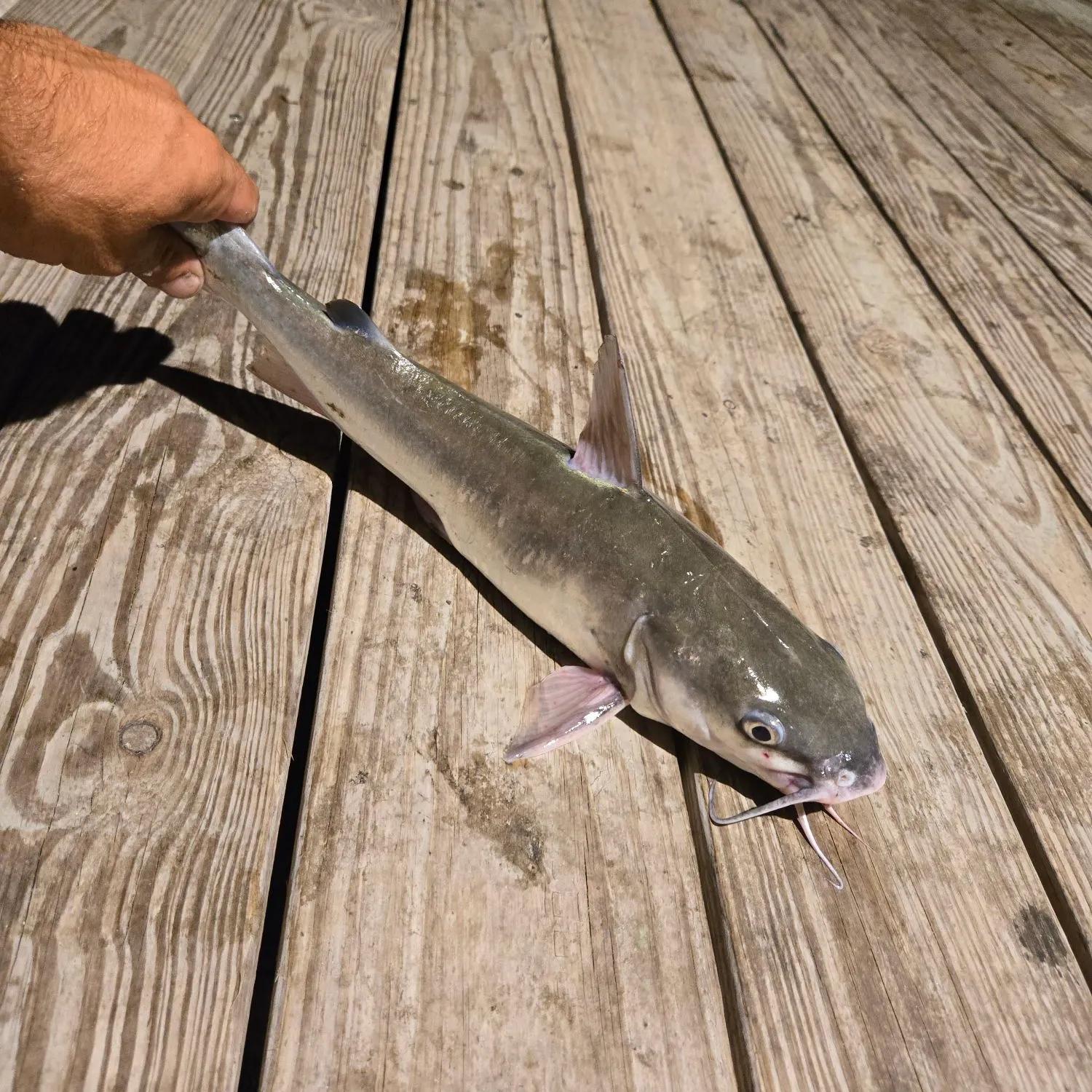 Hardhead sea catfish caught on Fishbrain