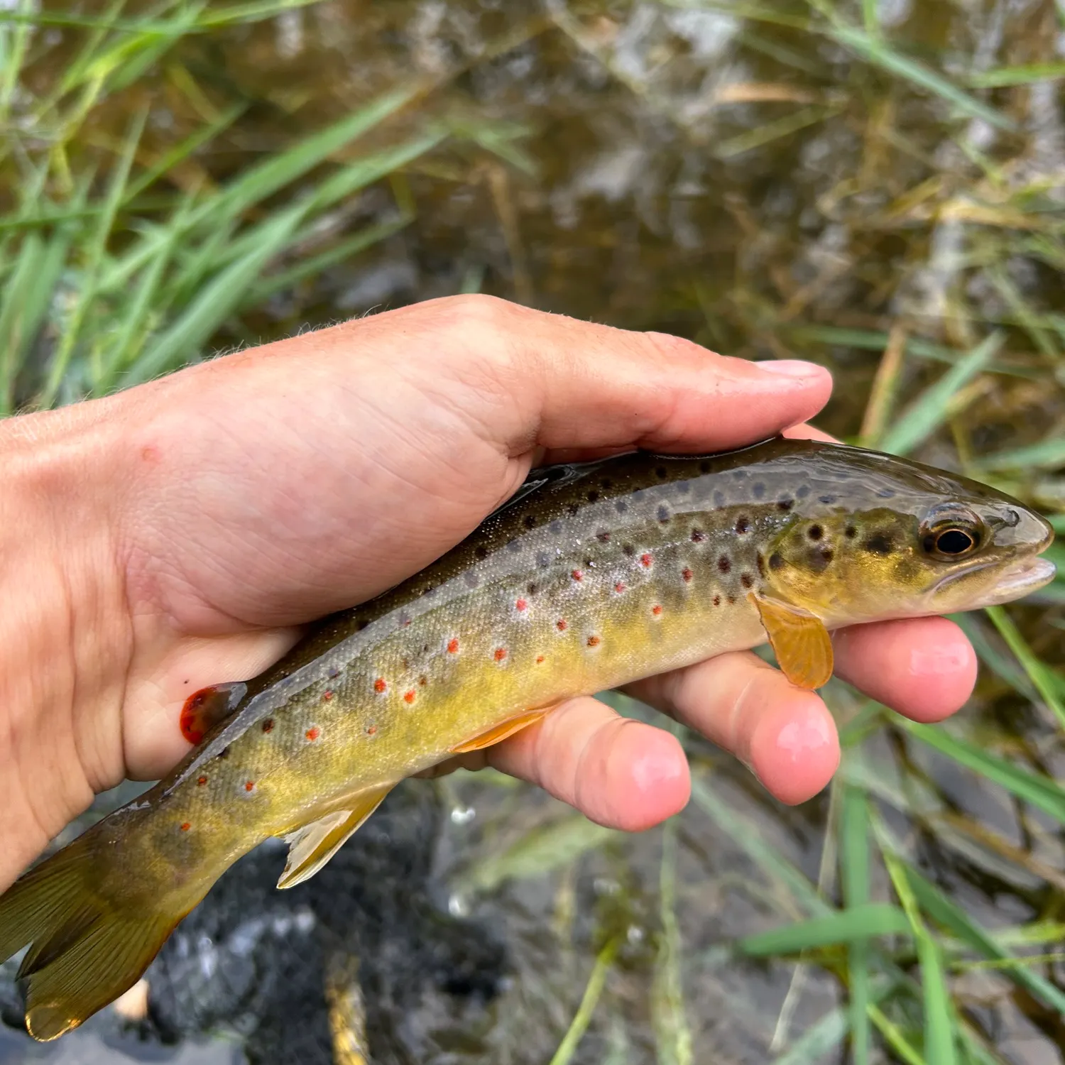 Brown trout caught on Fishbrain