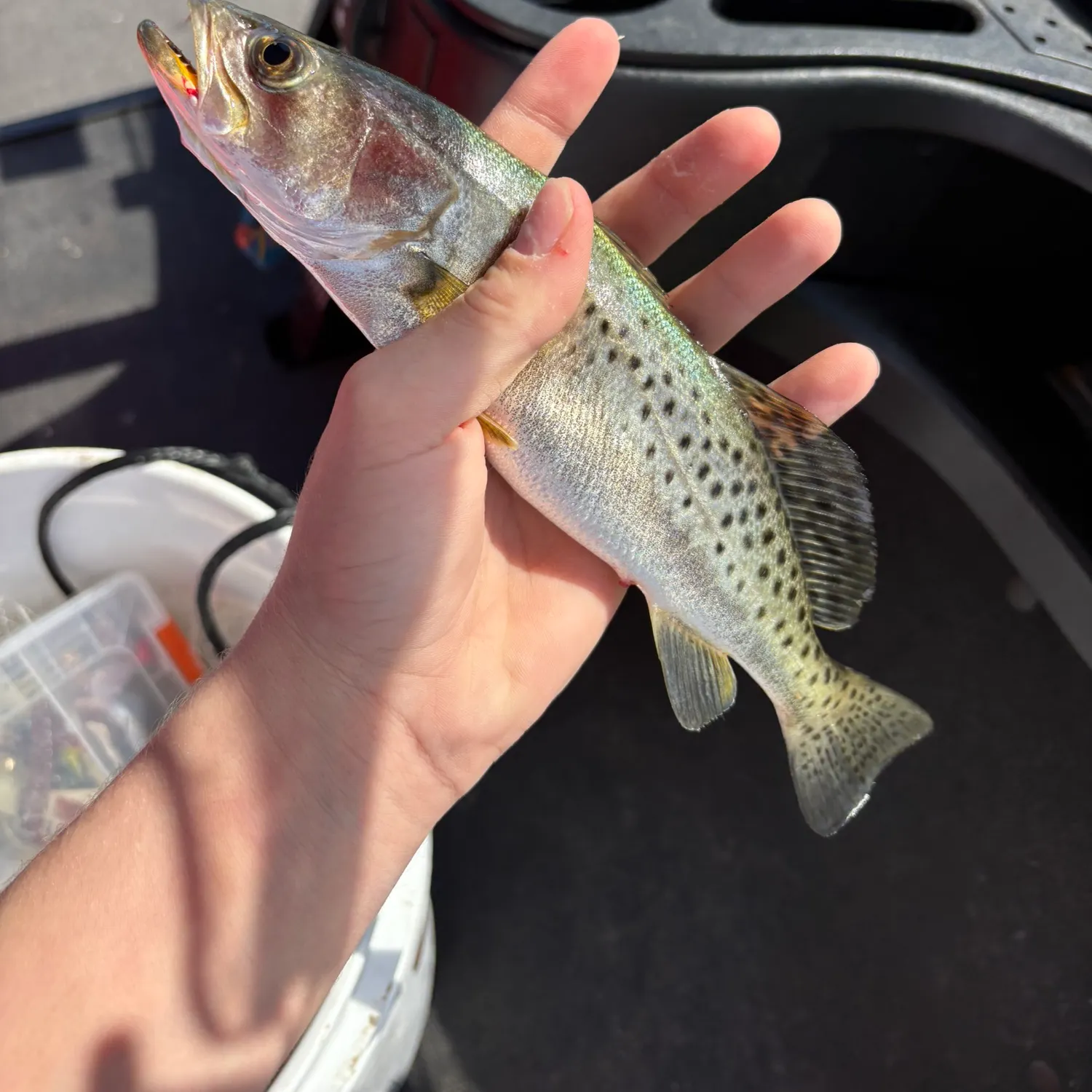The most recent Spotted seatrout catches on Fishbrain