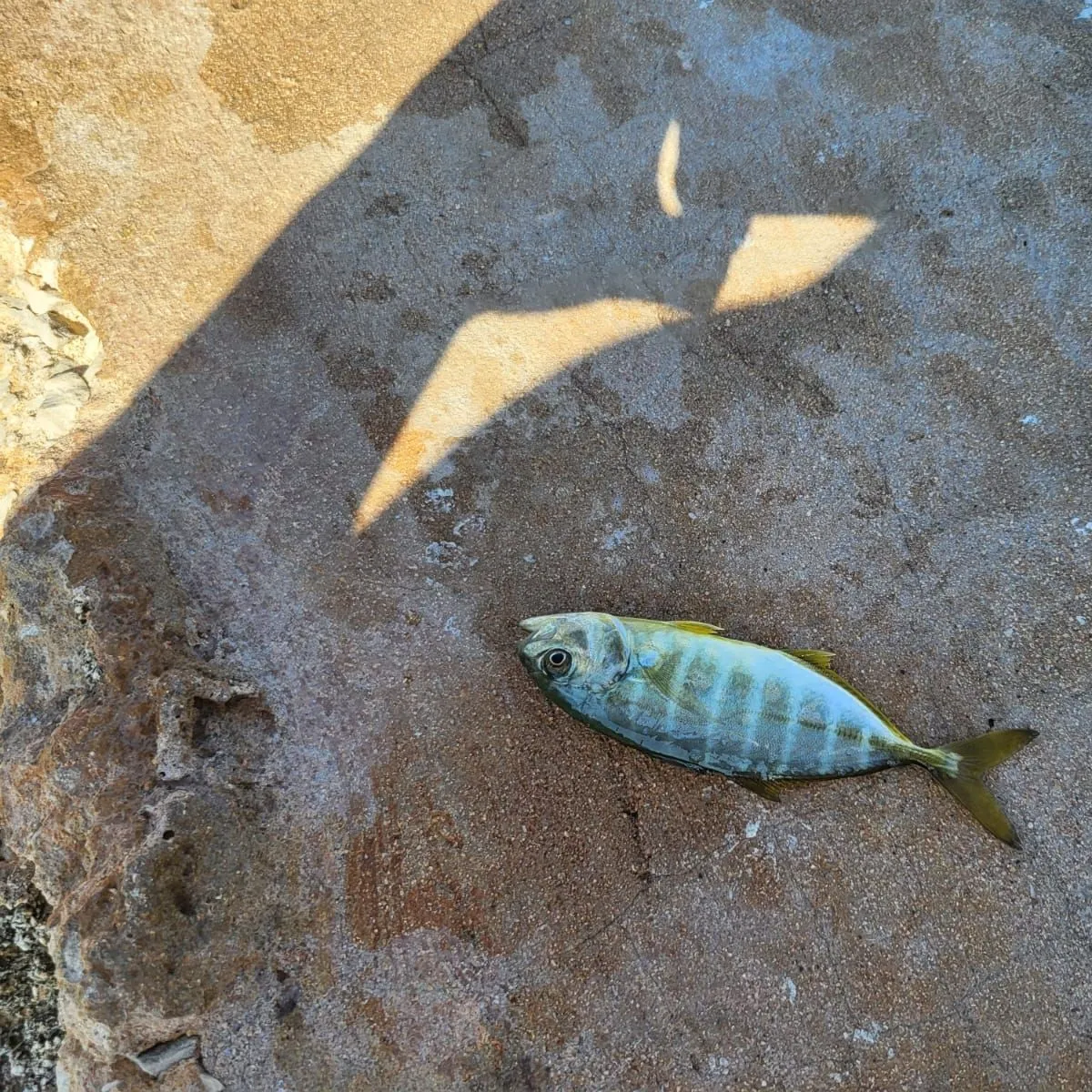The most recent Zebra fish catches on Fishbrain