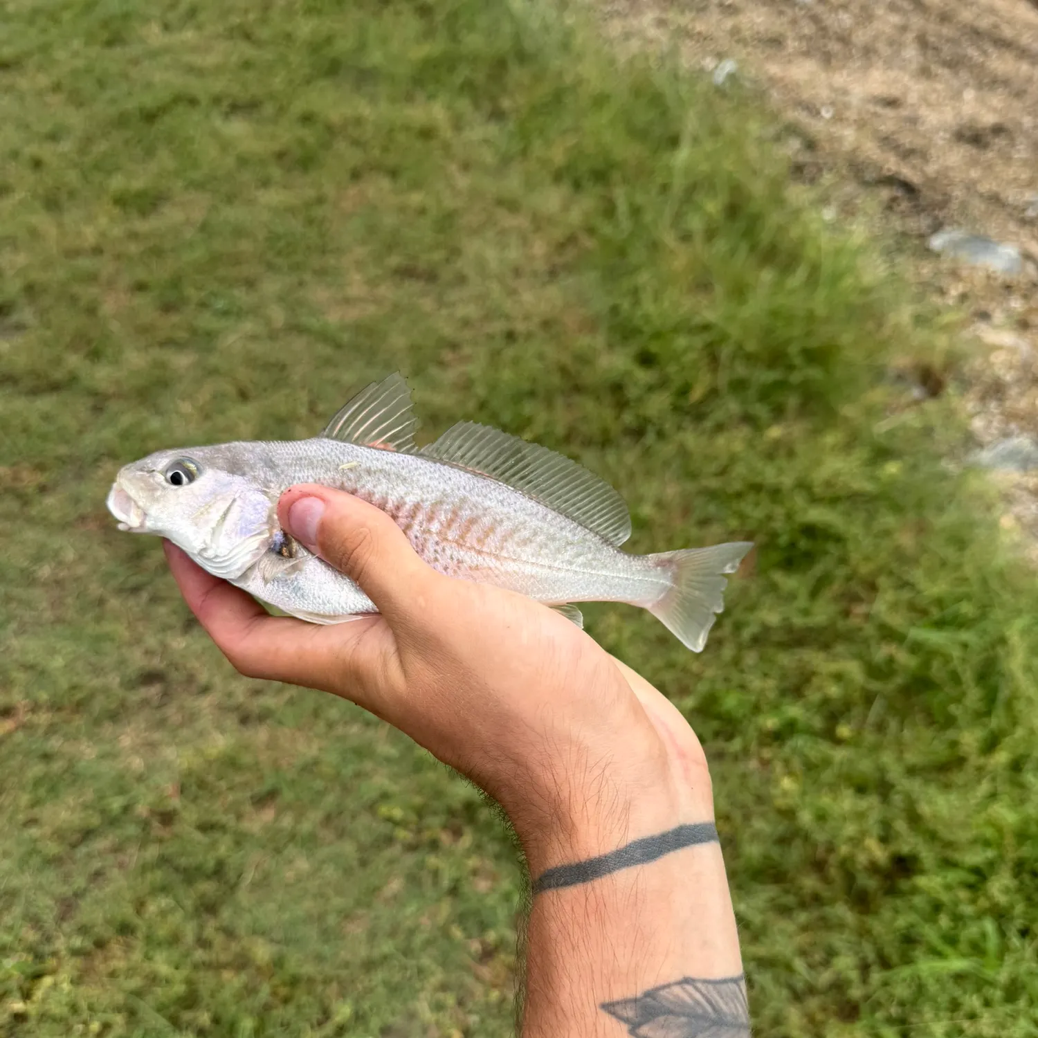 Atlantic croaker caught on Fishbrain