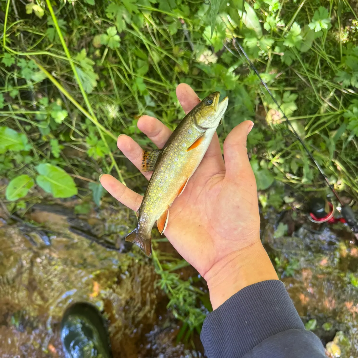 Brook trout caught on Fishbrain