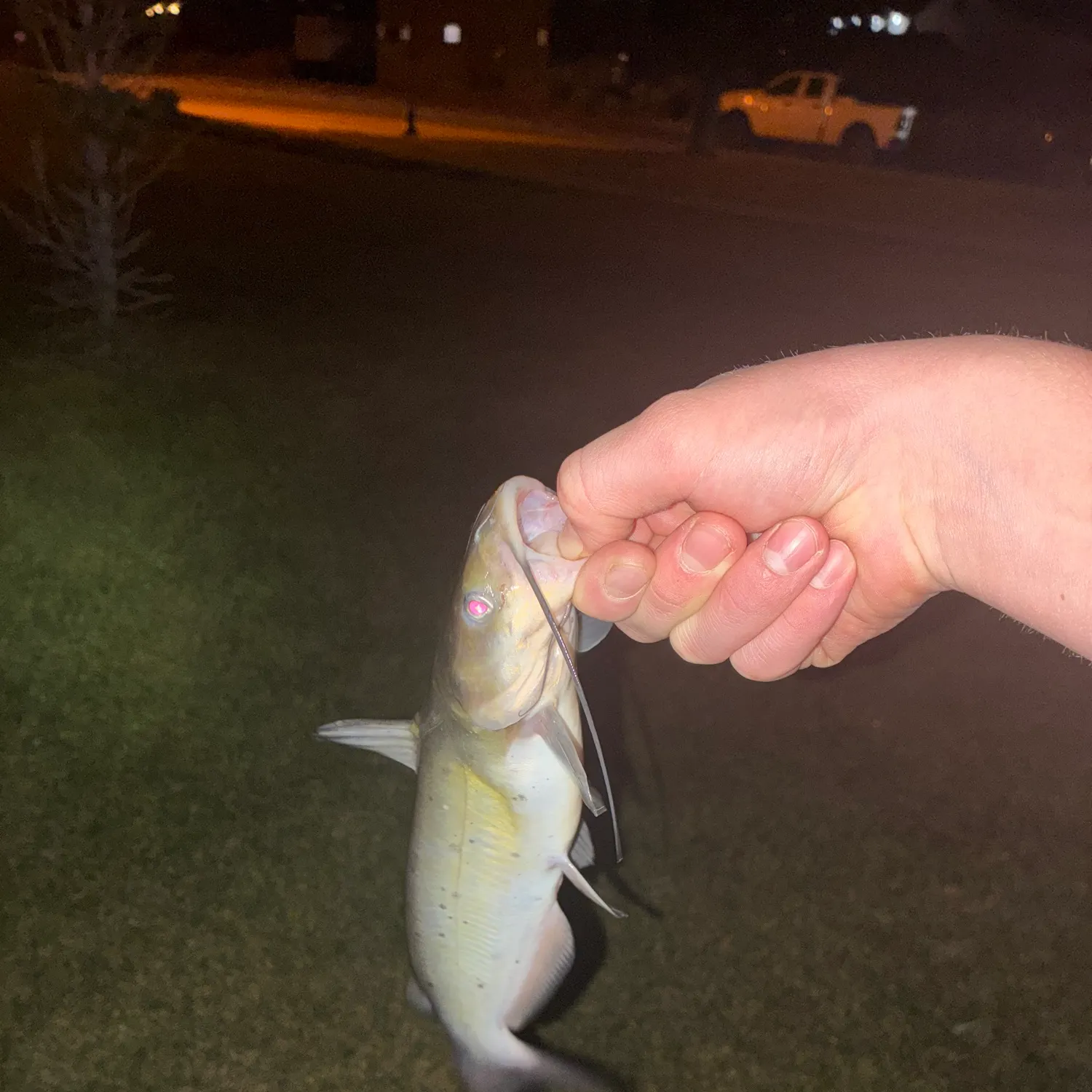 Channel catfish caught on Fishbrain