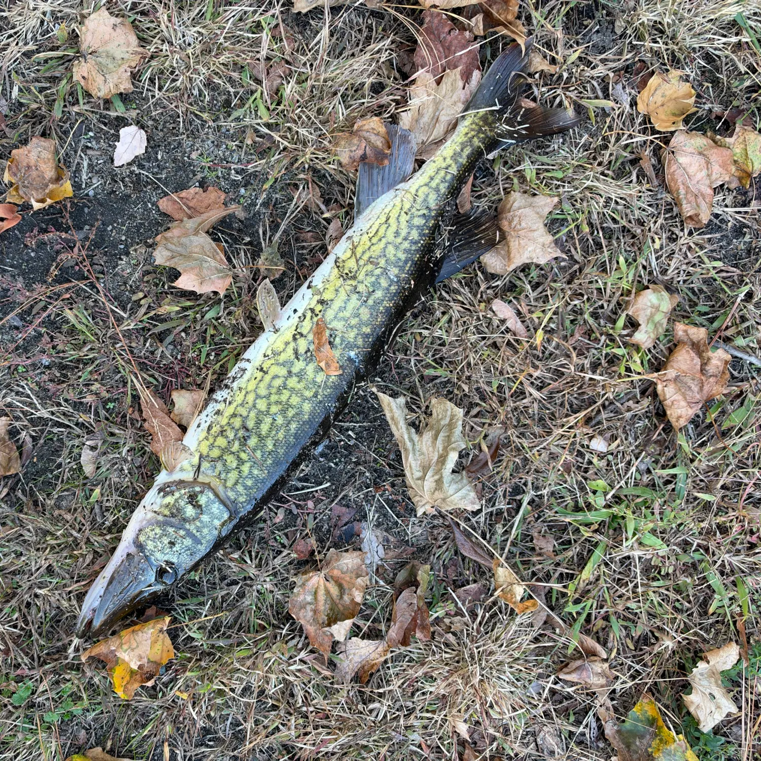 Chain pickerel caught on Fishbrain