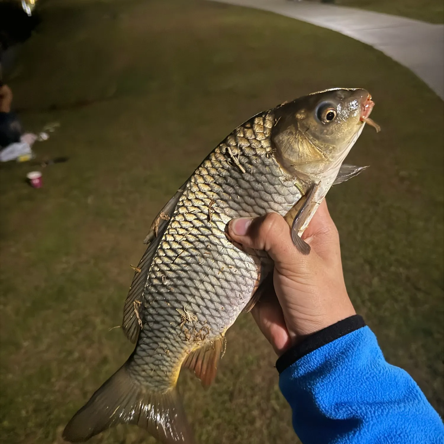 Common carp caught on Fishbrain