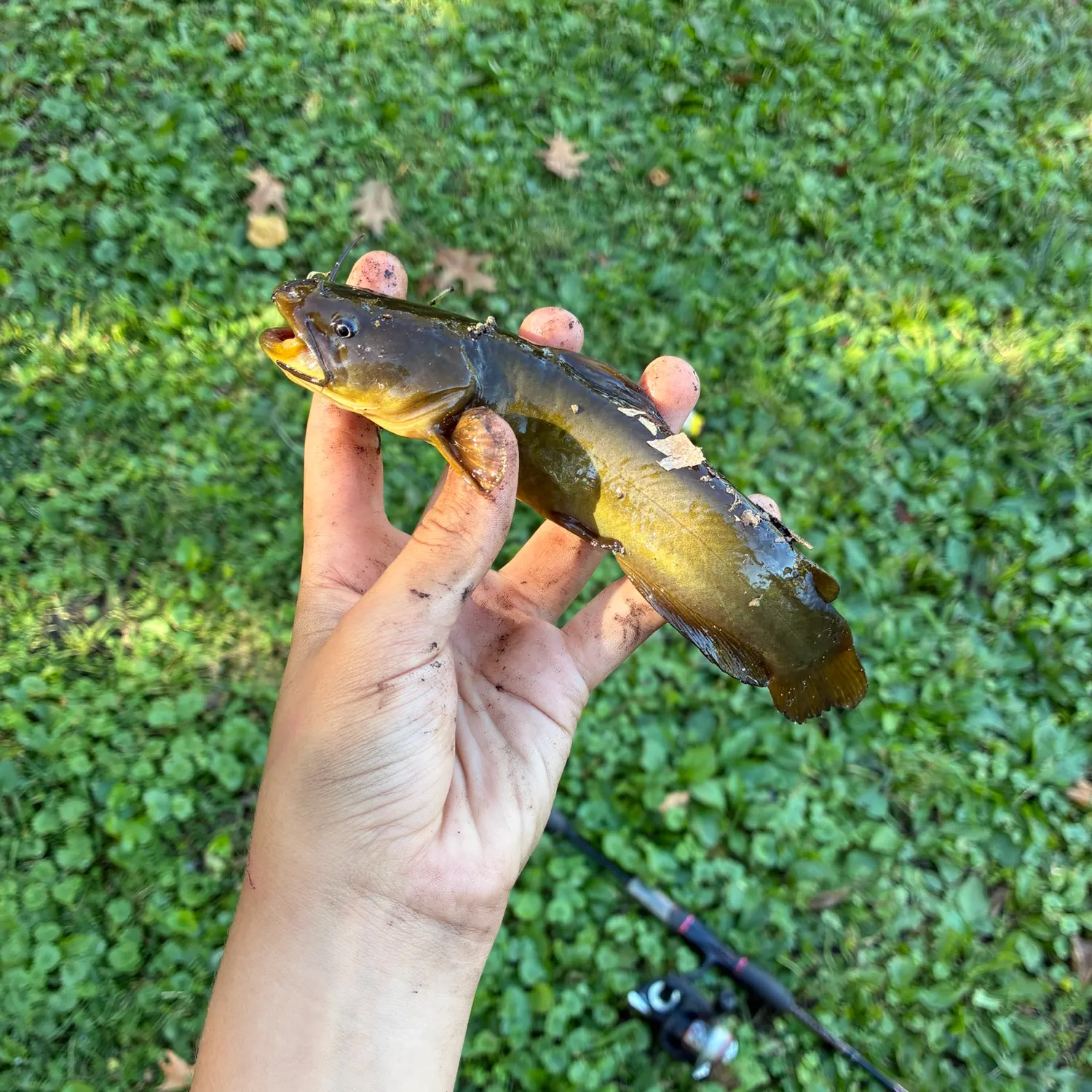 Yellow bullhead caught on Fishbrain