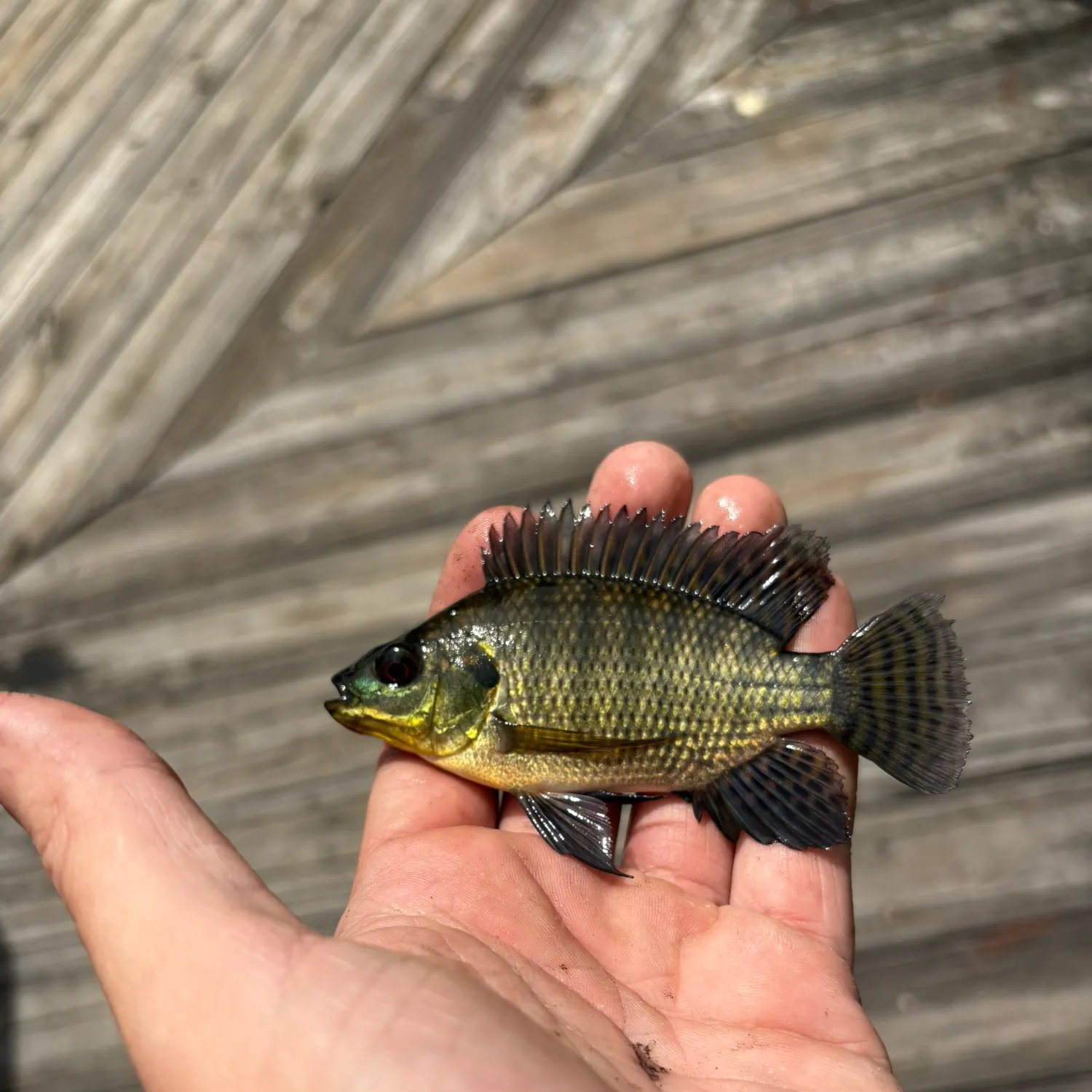 Nile tilapia caught on Fishbrain