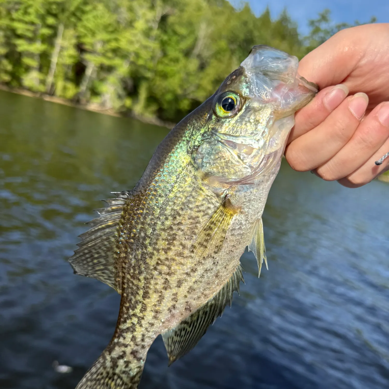 Black crappie caught on Fishbrain