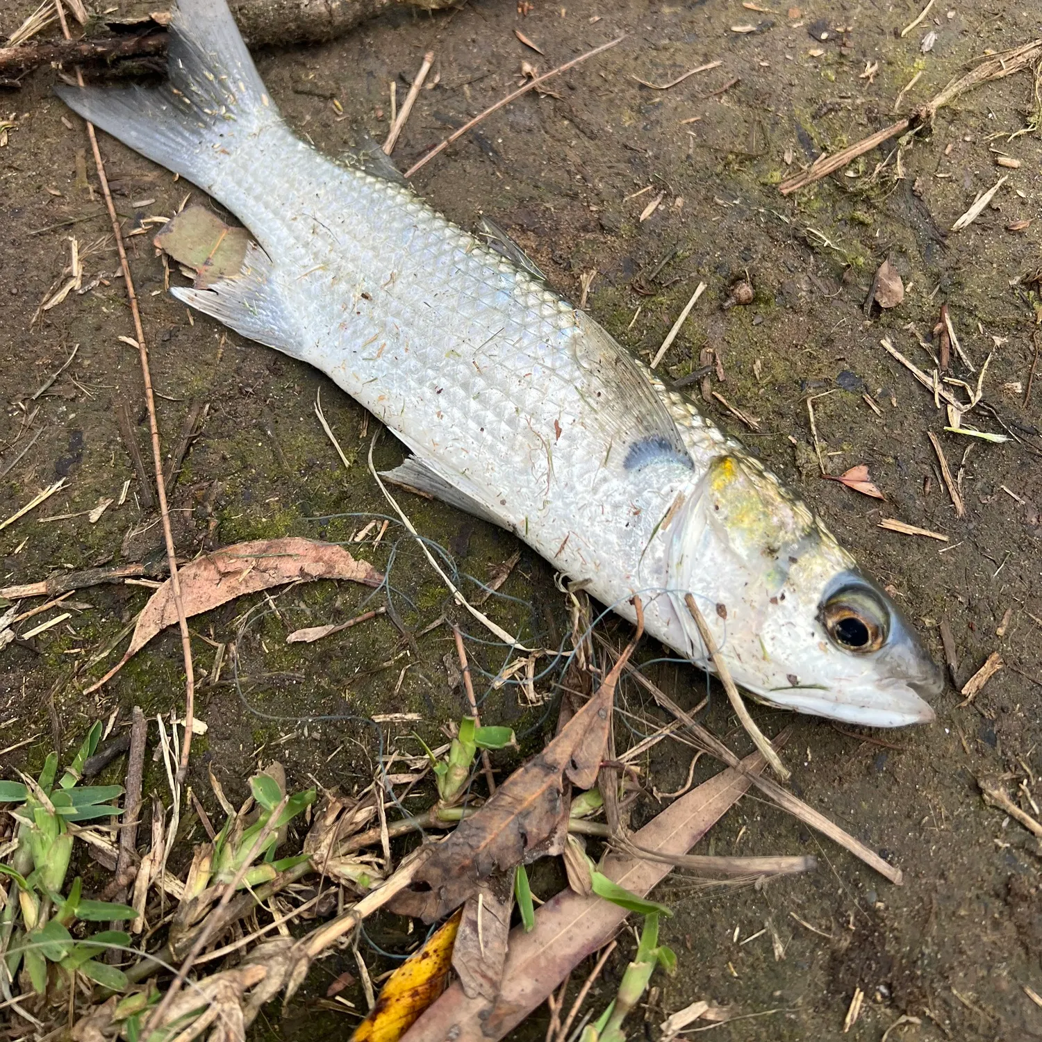 Striped mullet caught on Fishbrain