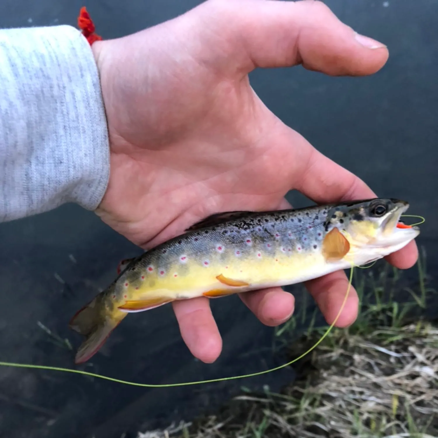 angler catch